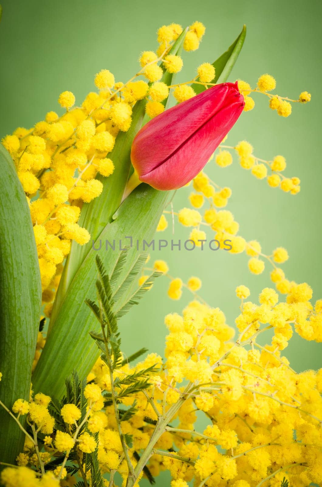 Spring bouquet with red tulip and mimosa