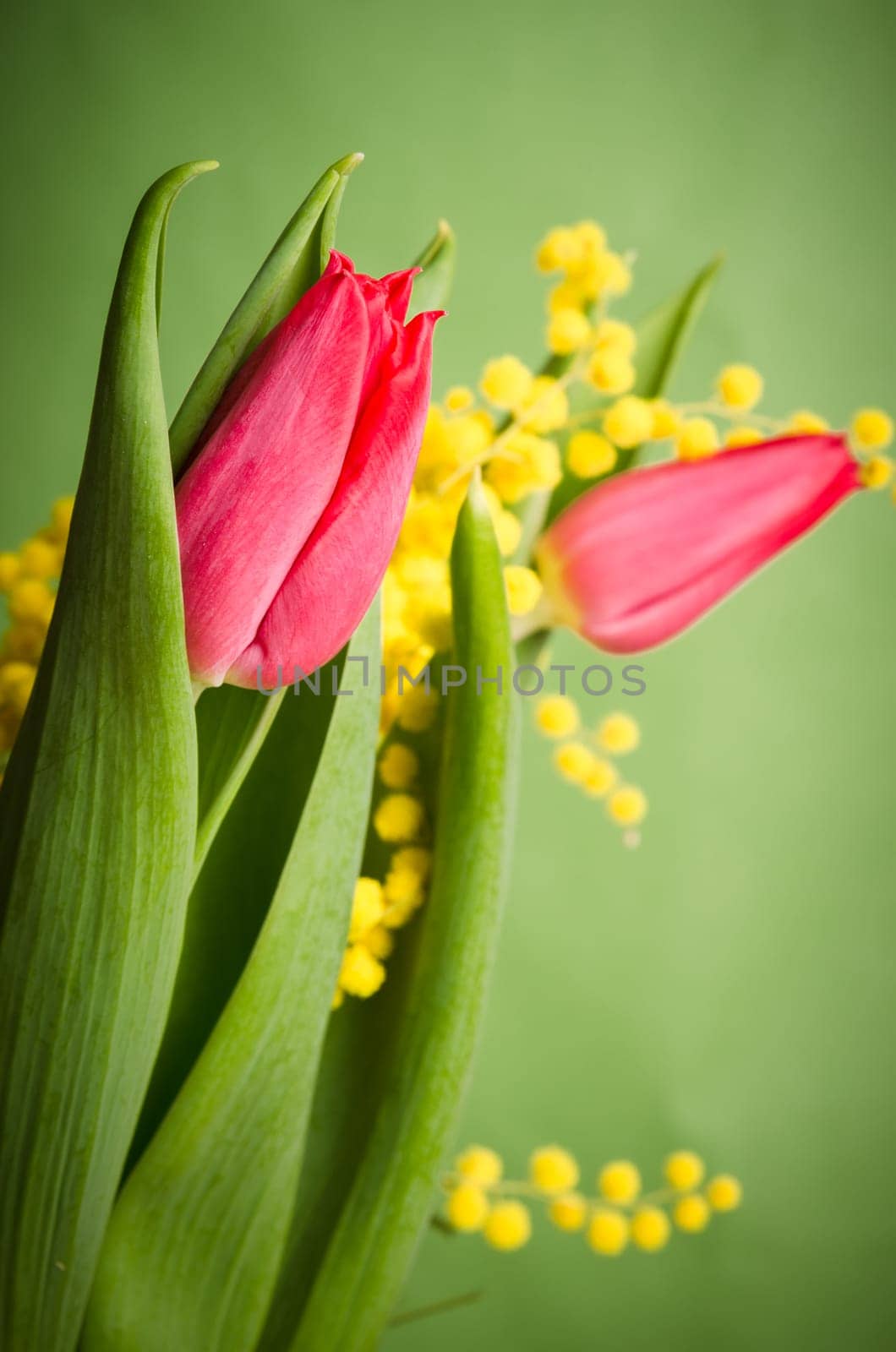 Spring bouquet with red tulip and mimosa