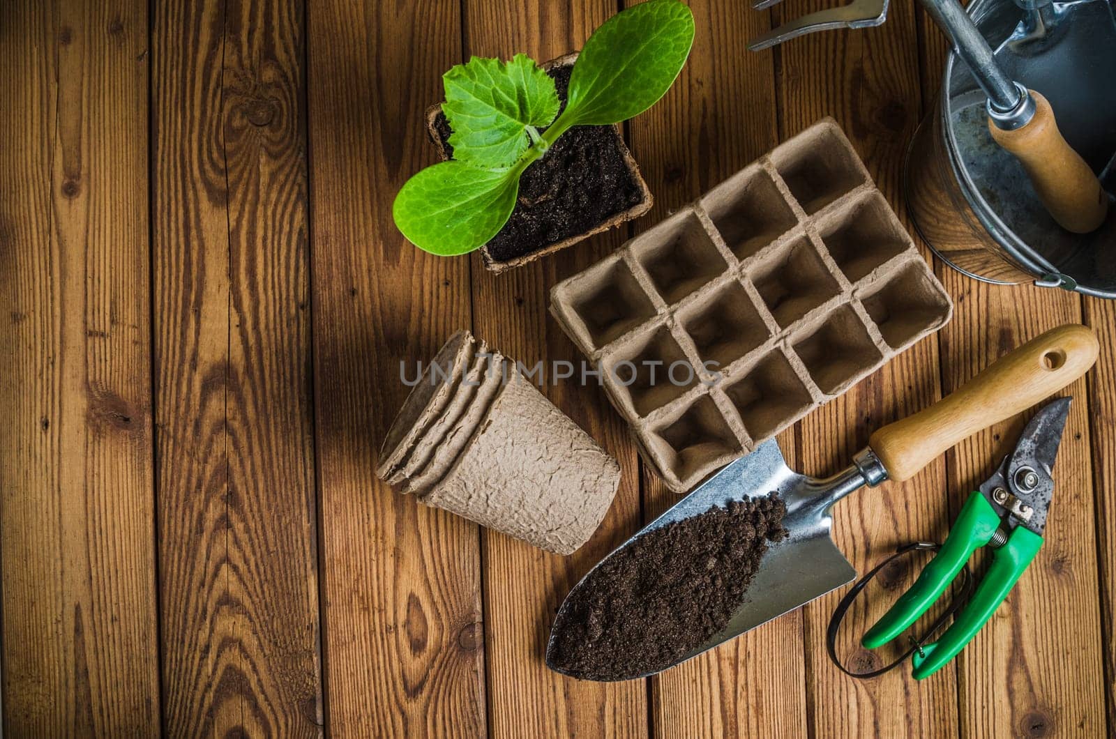 Seedlings and garden tools on a wooden surface, top view