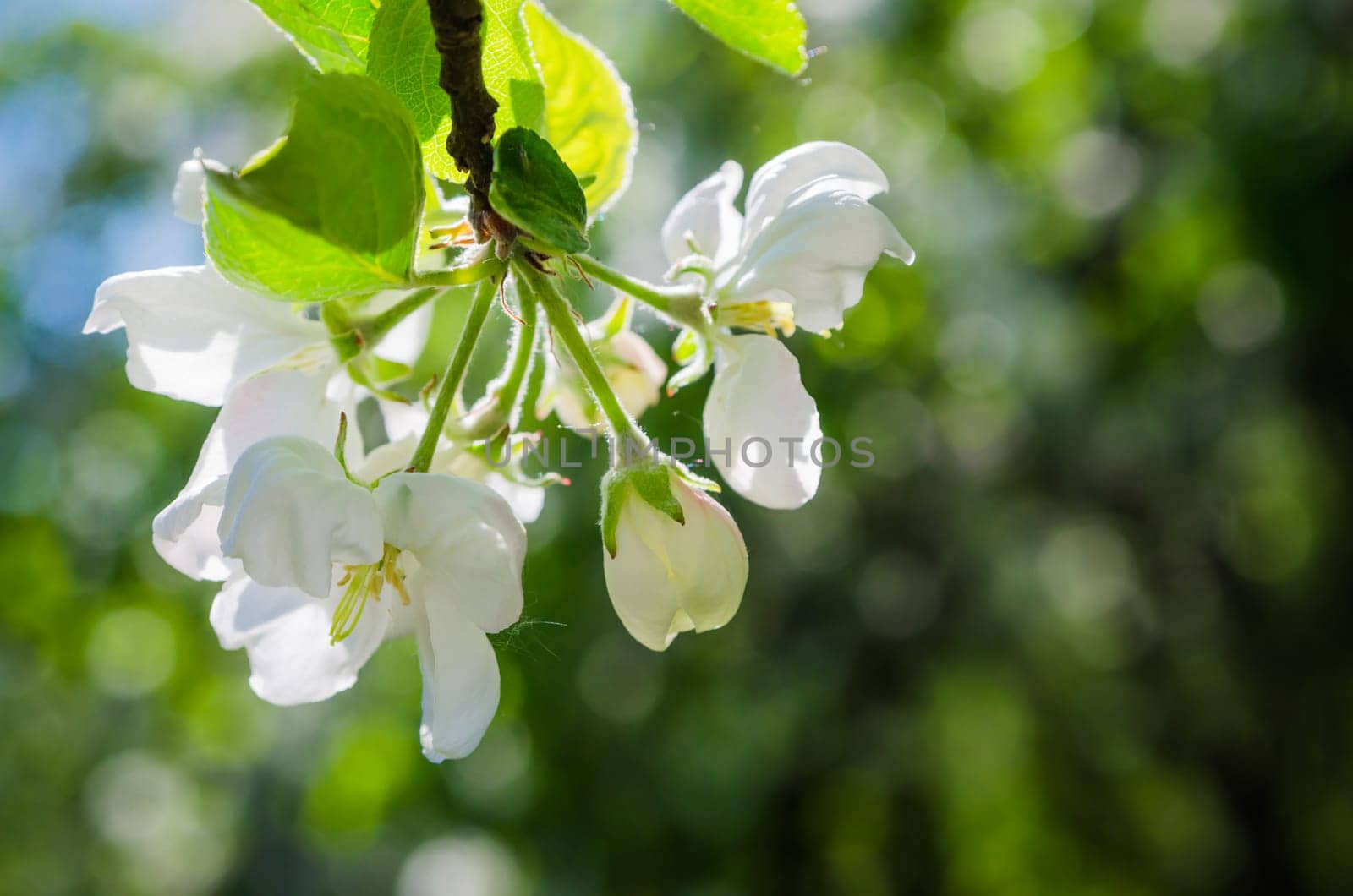 Branch of blossoming apple-tree, close-up