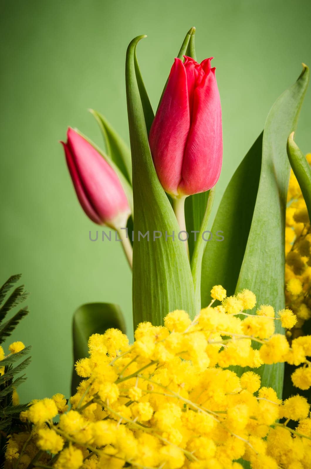 Spring bouquet with red tulip and mimosa