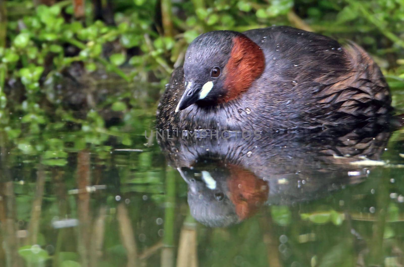 Little grebe Tachybaptus ruficollis at the water's edge