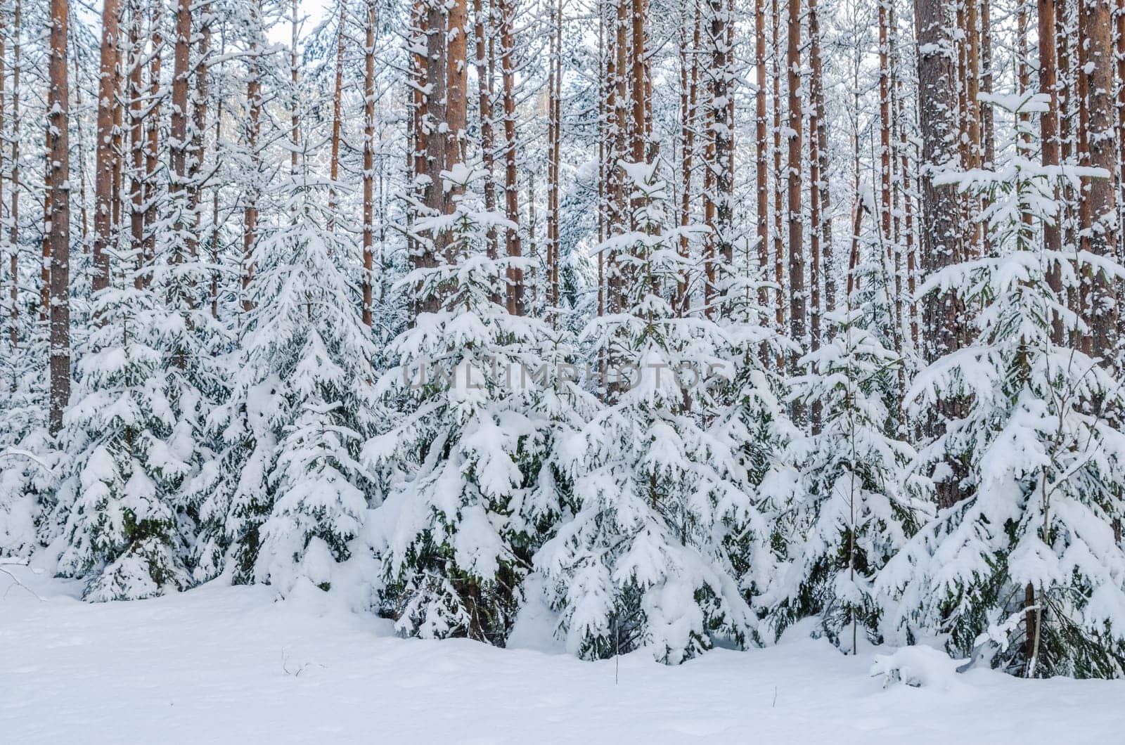 Firs and pines in the forest after snowfall