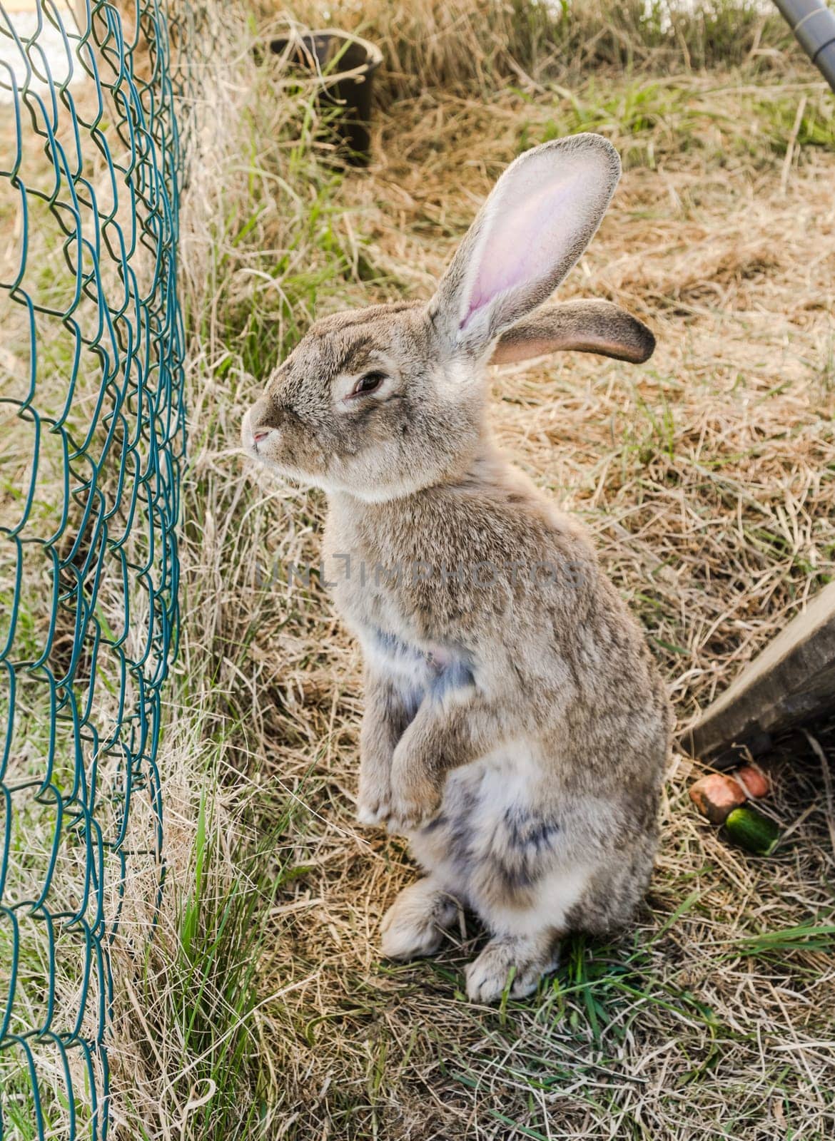 The amusing grey rabbit in a shelter
