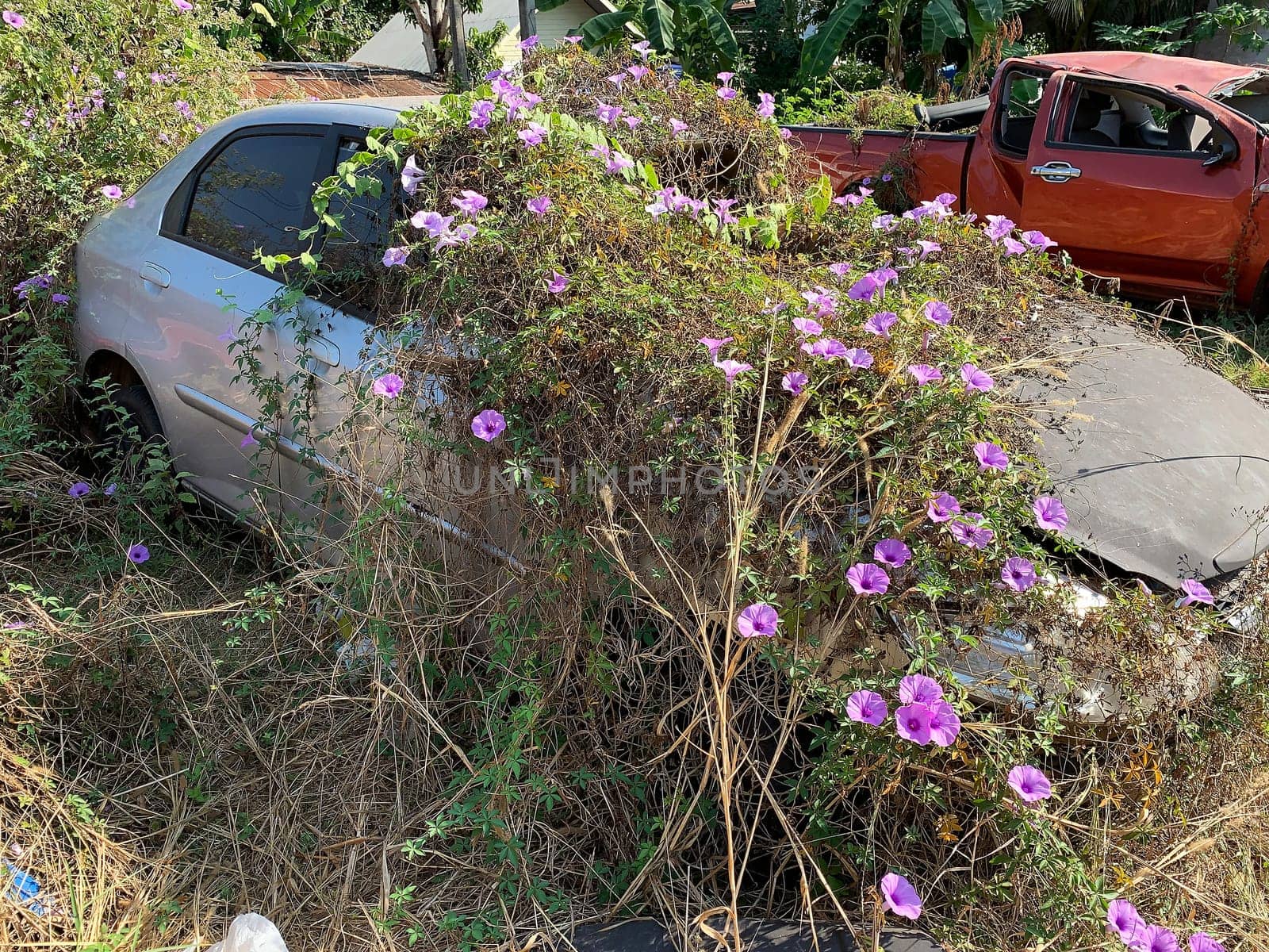 Car Wreck Environmental Disaster, forgotten damaged car with plants