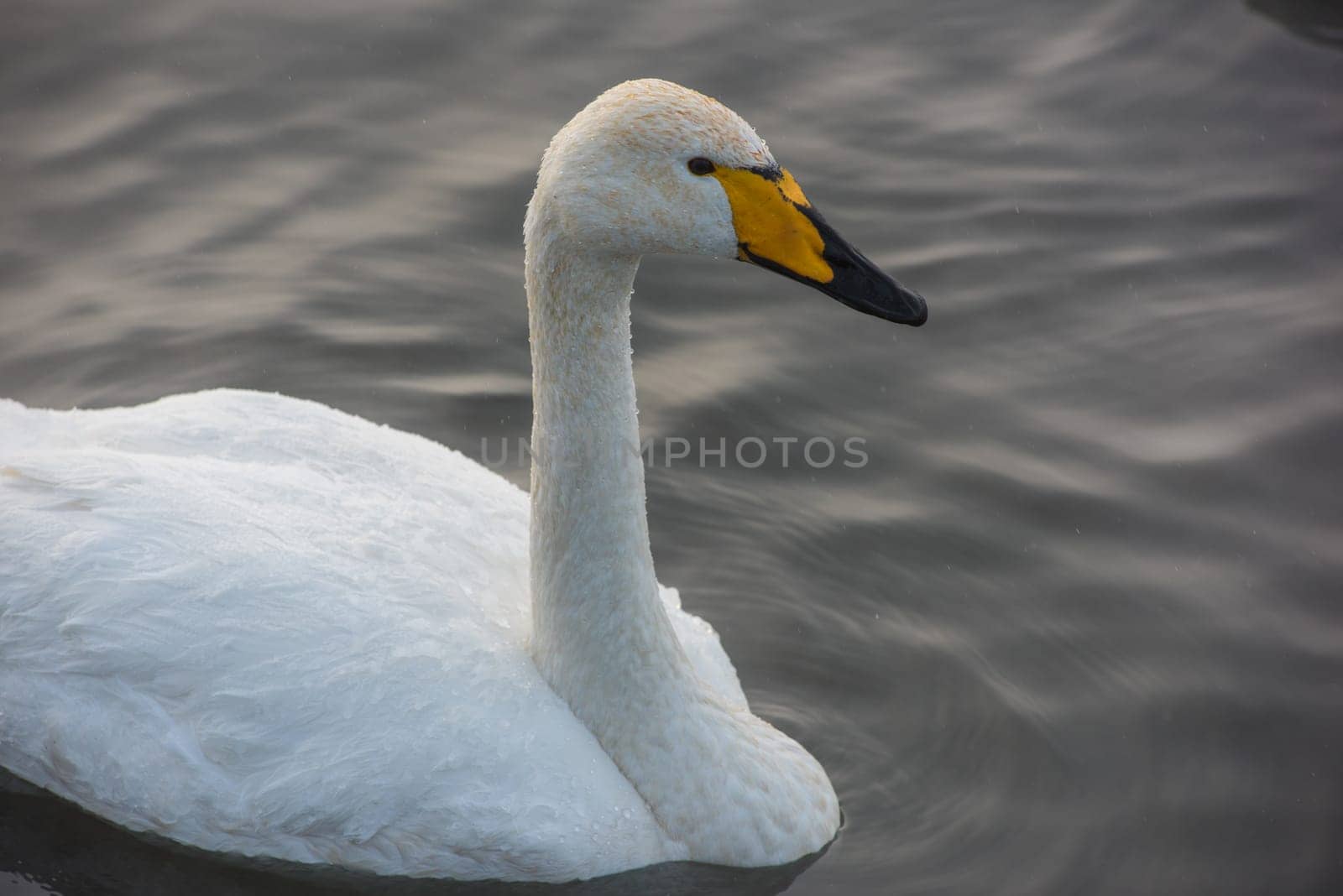 Beautiful white whooping swan swimming in the nonfreezing winter lake. The place of wintering of swans, Altay, Siberia, Russia.