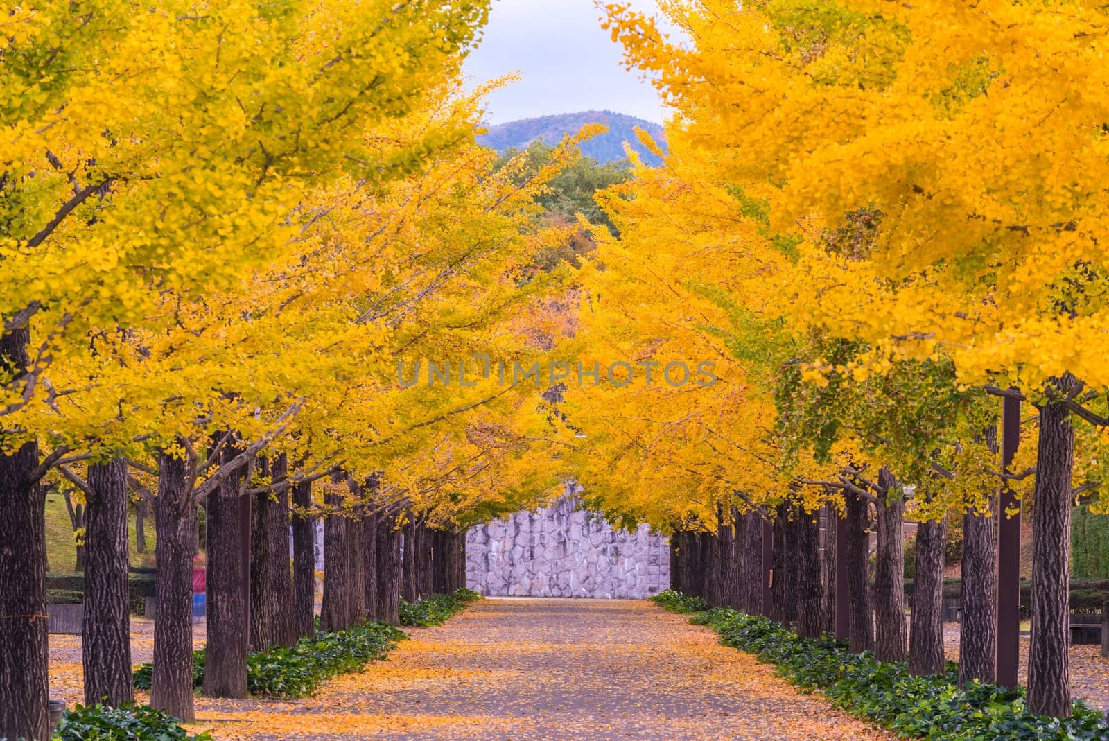 Ginkgo Road at Bandai Azuma Sport park Fukushima Japan