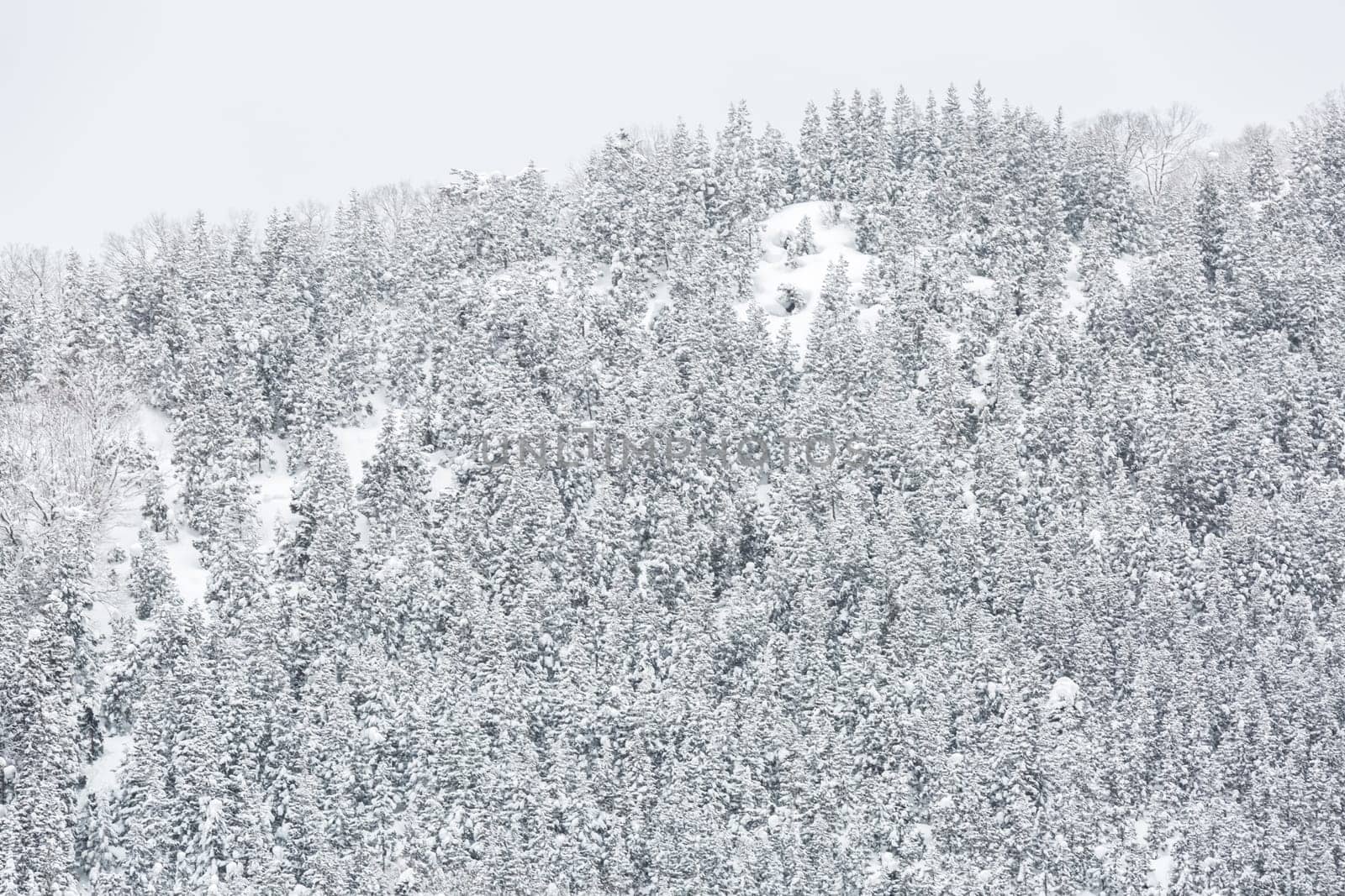 winter Landscape of Pine Forest at Shirakawago Chubu Japan