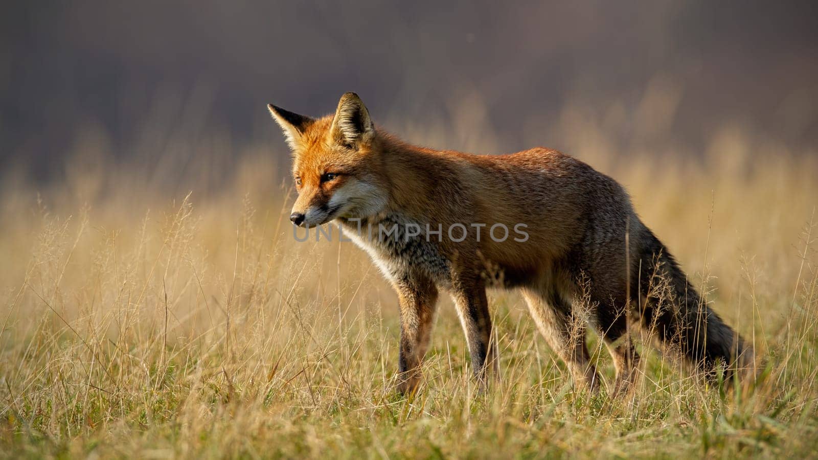Red fox, vulpes vulpes, in autumn with blurred dry grass in background. Close-up of predator looking for a prey. Wildlife scenery with wild animal in nature.