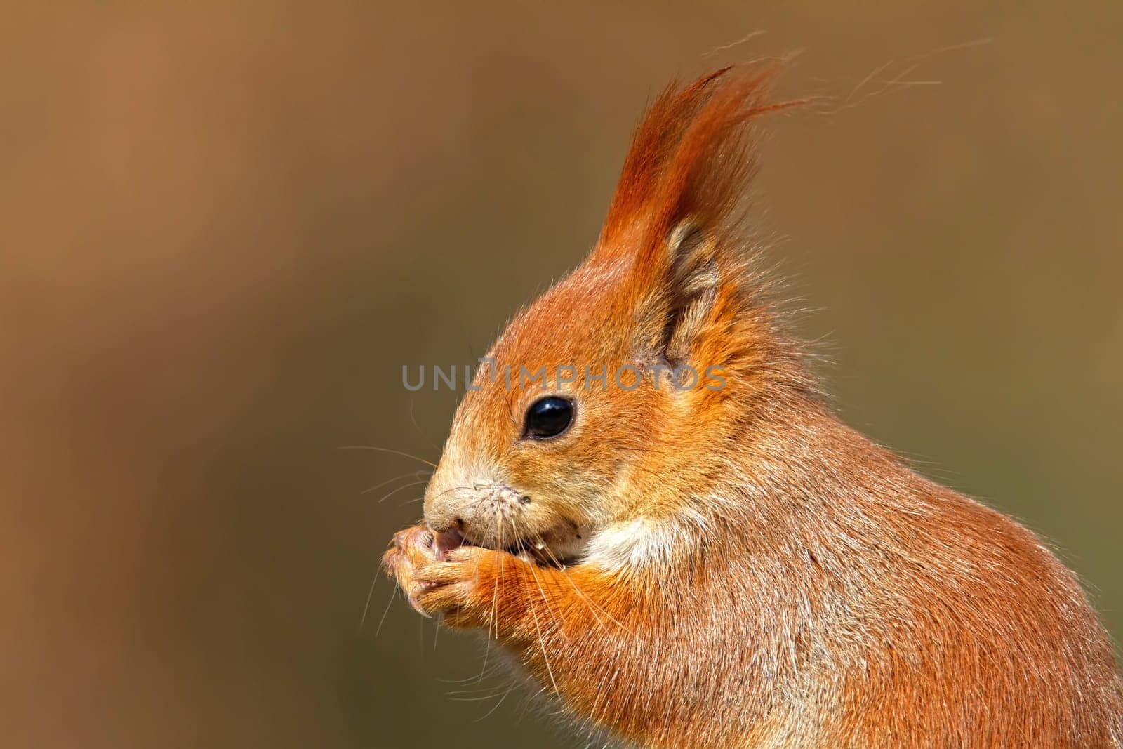 Portrait of Eurasian red squirrel, sciurus vulgaris, in autumn forest in warm light. Wildlife scenery with vivid colors. Cute little animal feeding.
