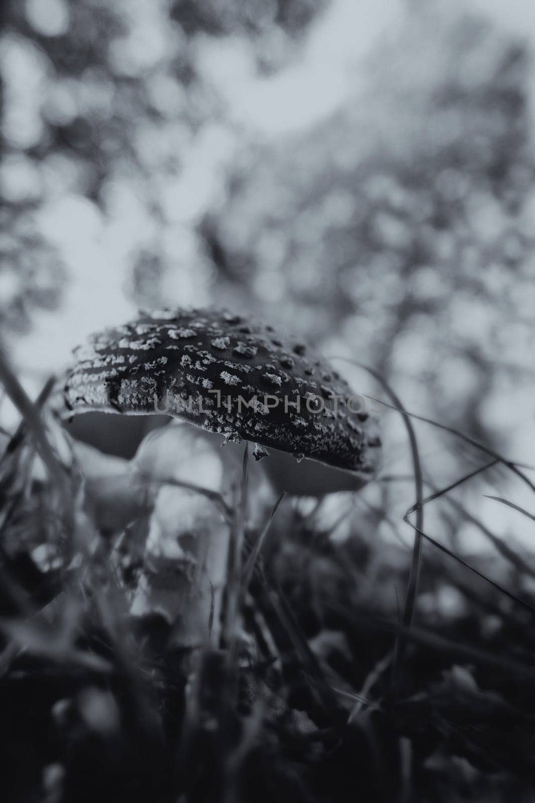 Fly agaric between grasses - Amanita muscaria in a macro shot - with soft bokeh - black and white