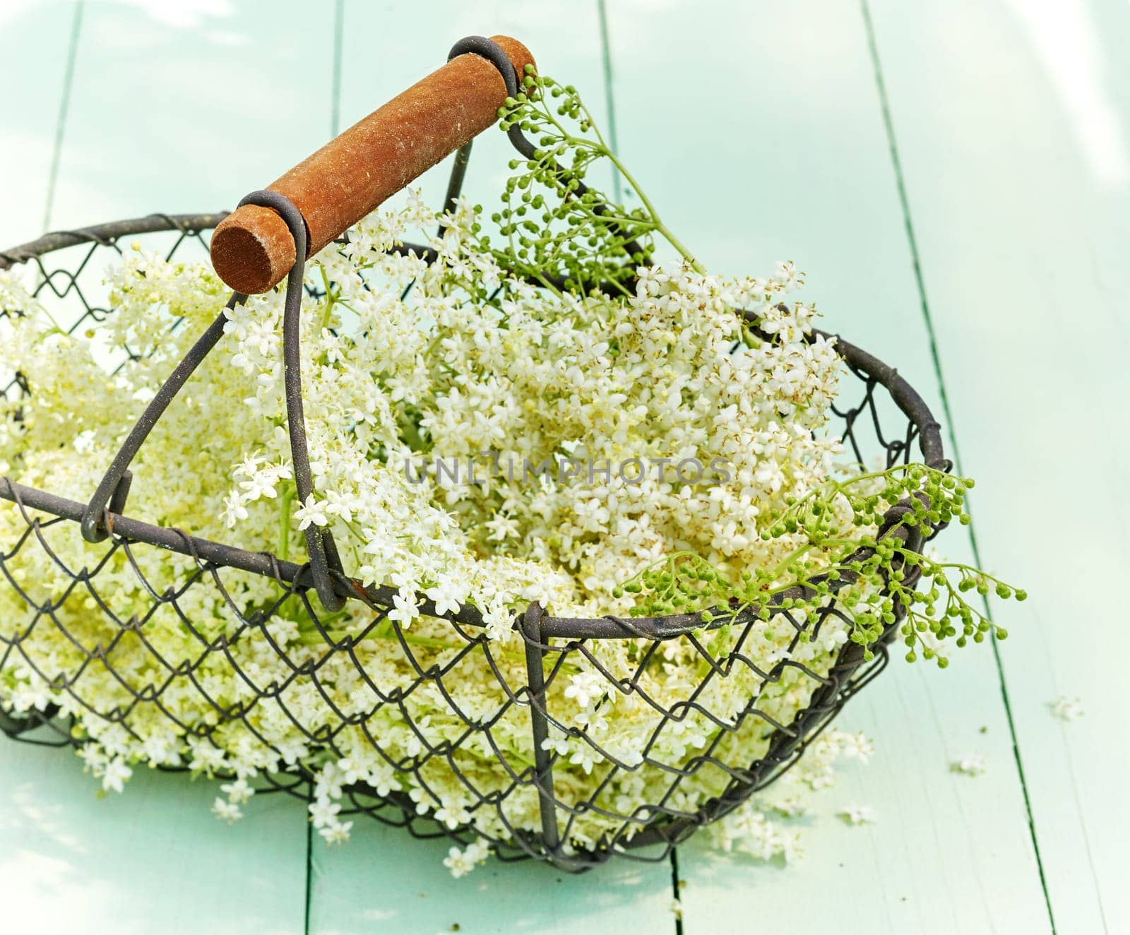 Basketful of dainty white elderflowers on green wood used for medicinal remedies as a diuretic, diaphoretic, for sinusitis and diabetes