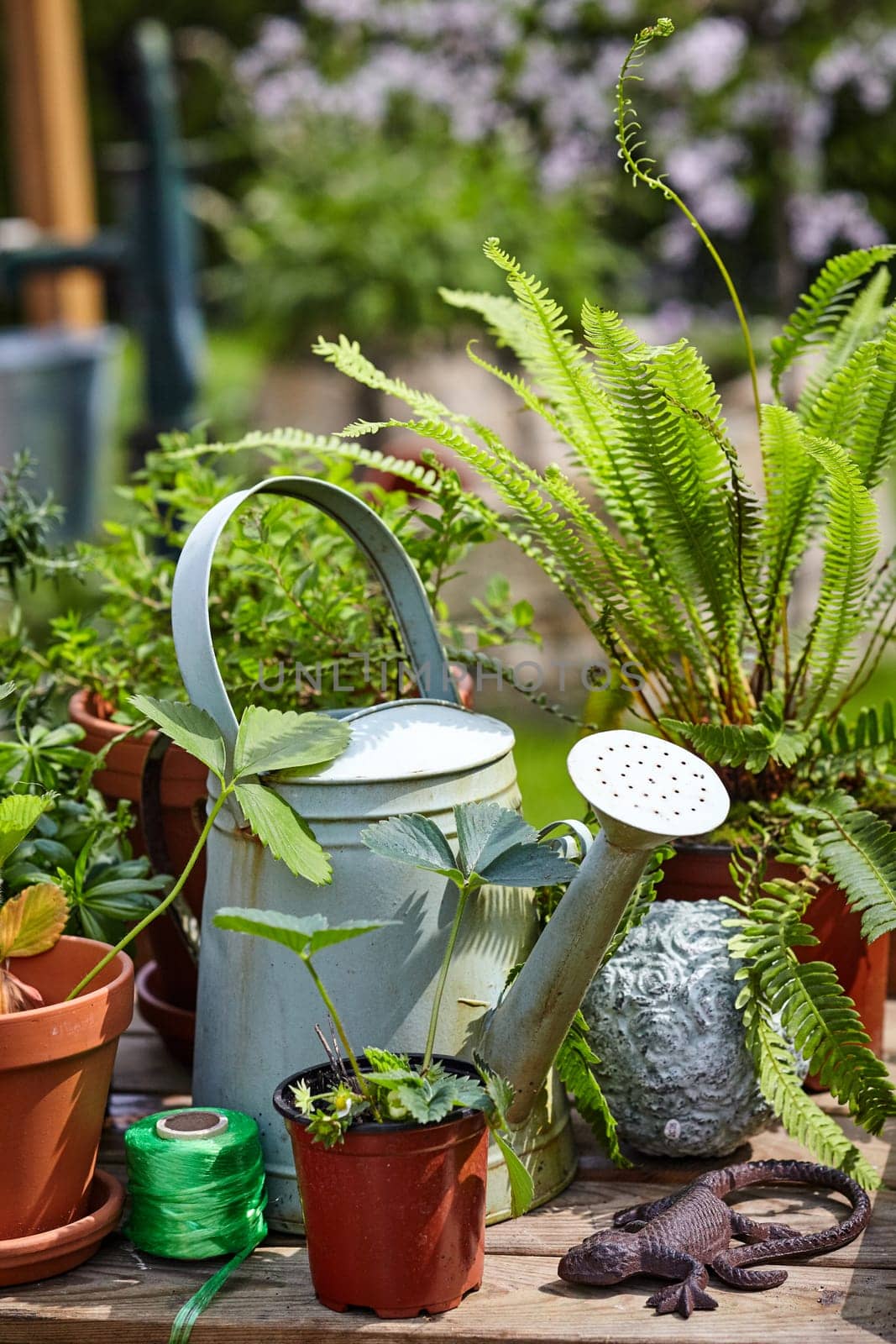 Old galvanised watering can with potted plants, balls of twine and a lizard ornament on a wooden outdoor garden table