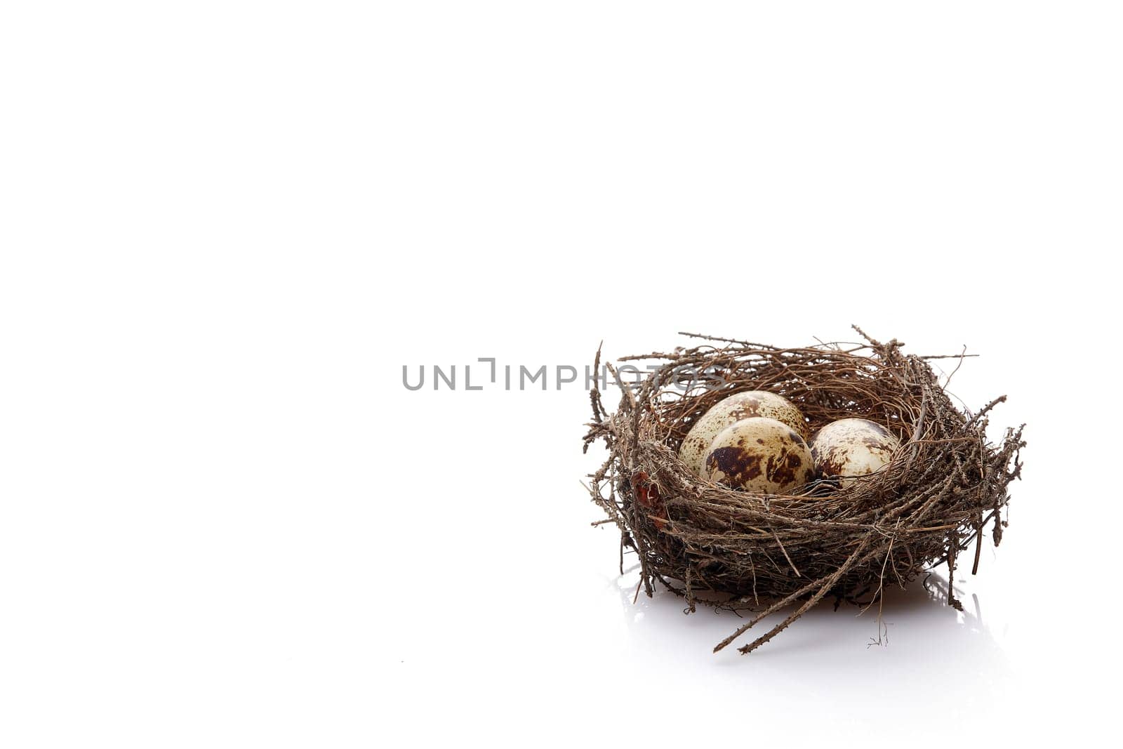 Quail eggs in a real nest on a white background with copy space.