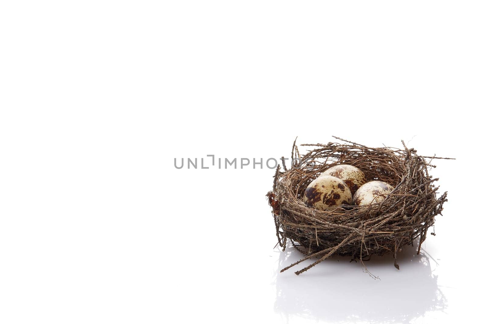 Quail eggs in a real nest on a white background with copy space.