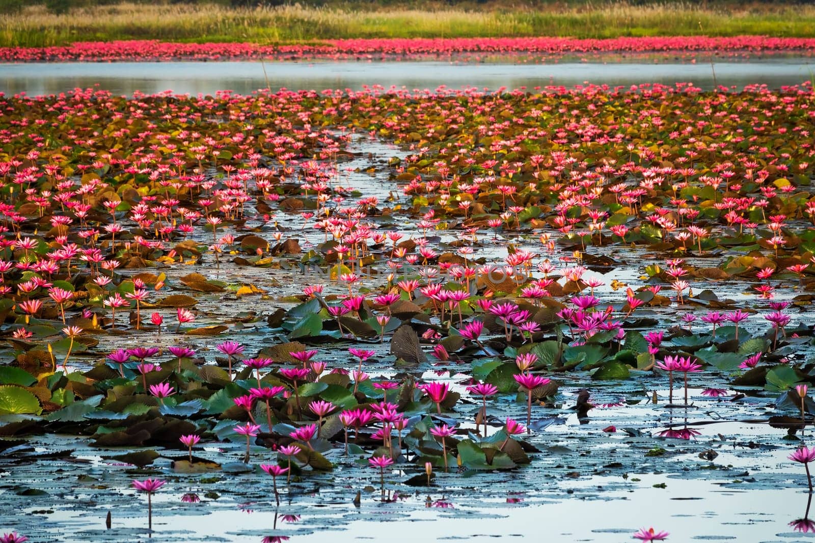 Lotus Flower Lake, standing water full of tropical water plants