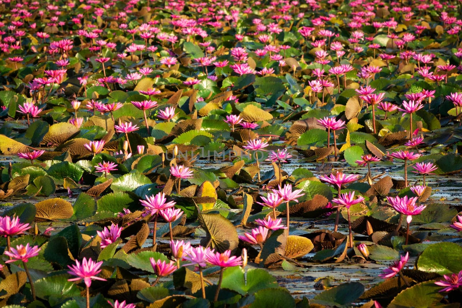 Lotus Flower Lake, standing water full of tropical water plants