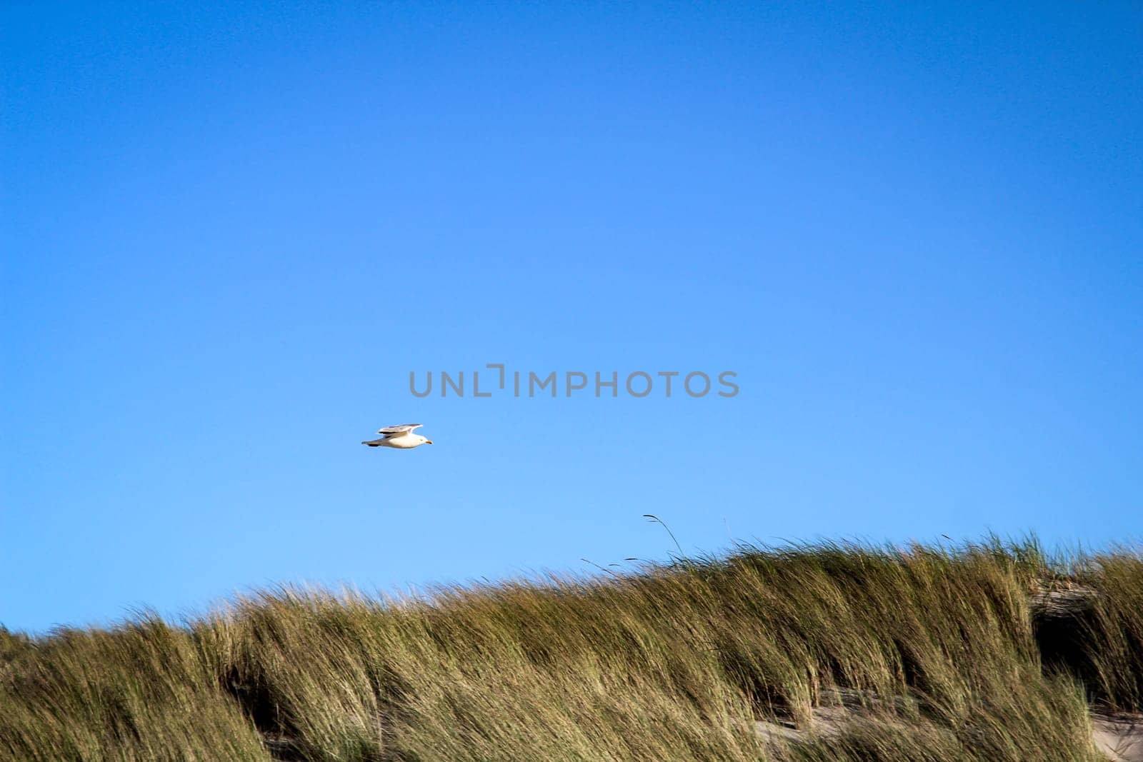 Dunes on the Baltic Sea beach