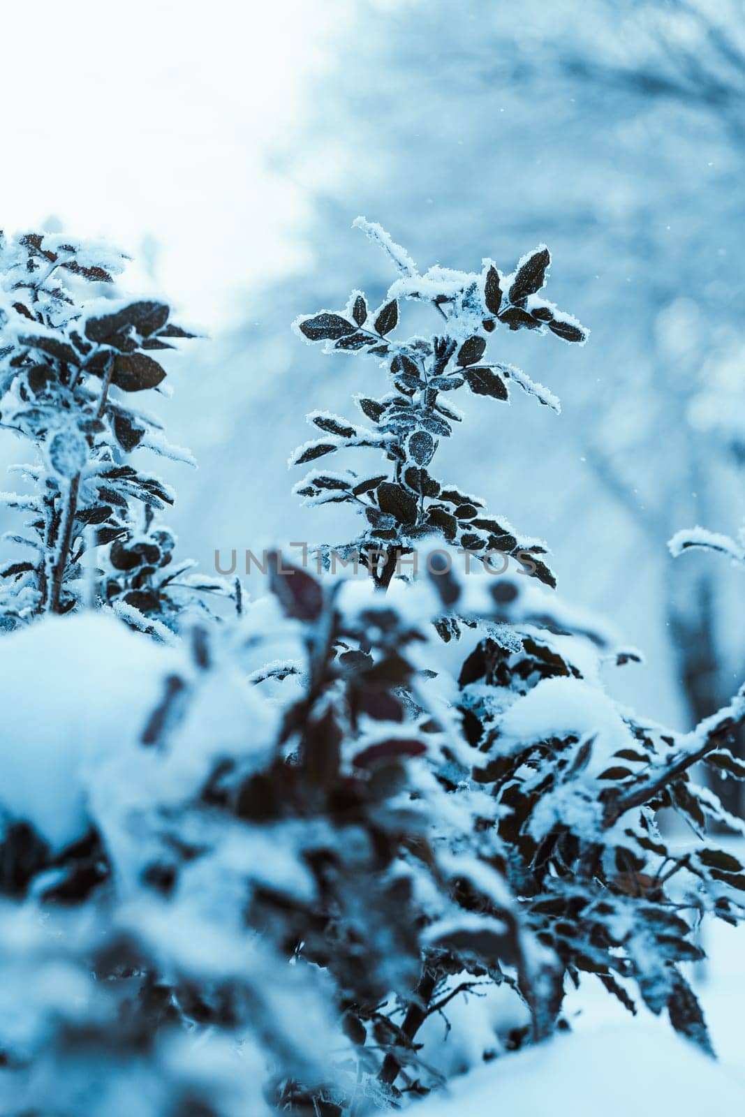 barberry close up branches in the snow.