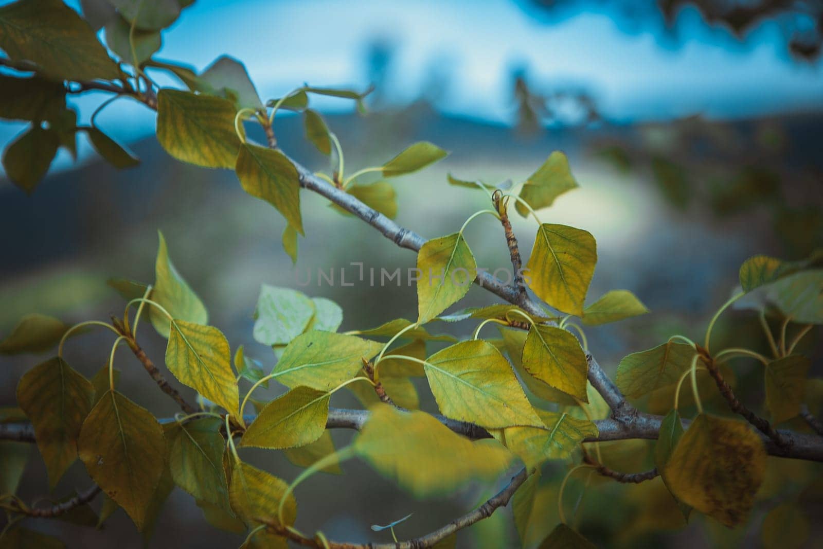 green trees in the forest in the sunlight.