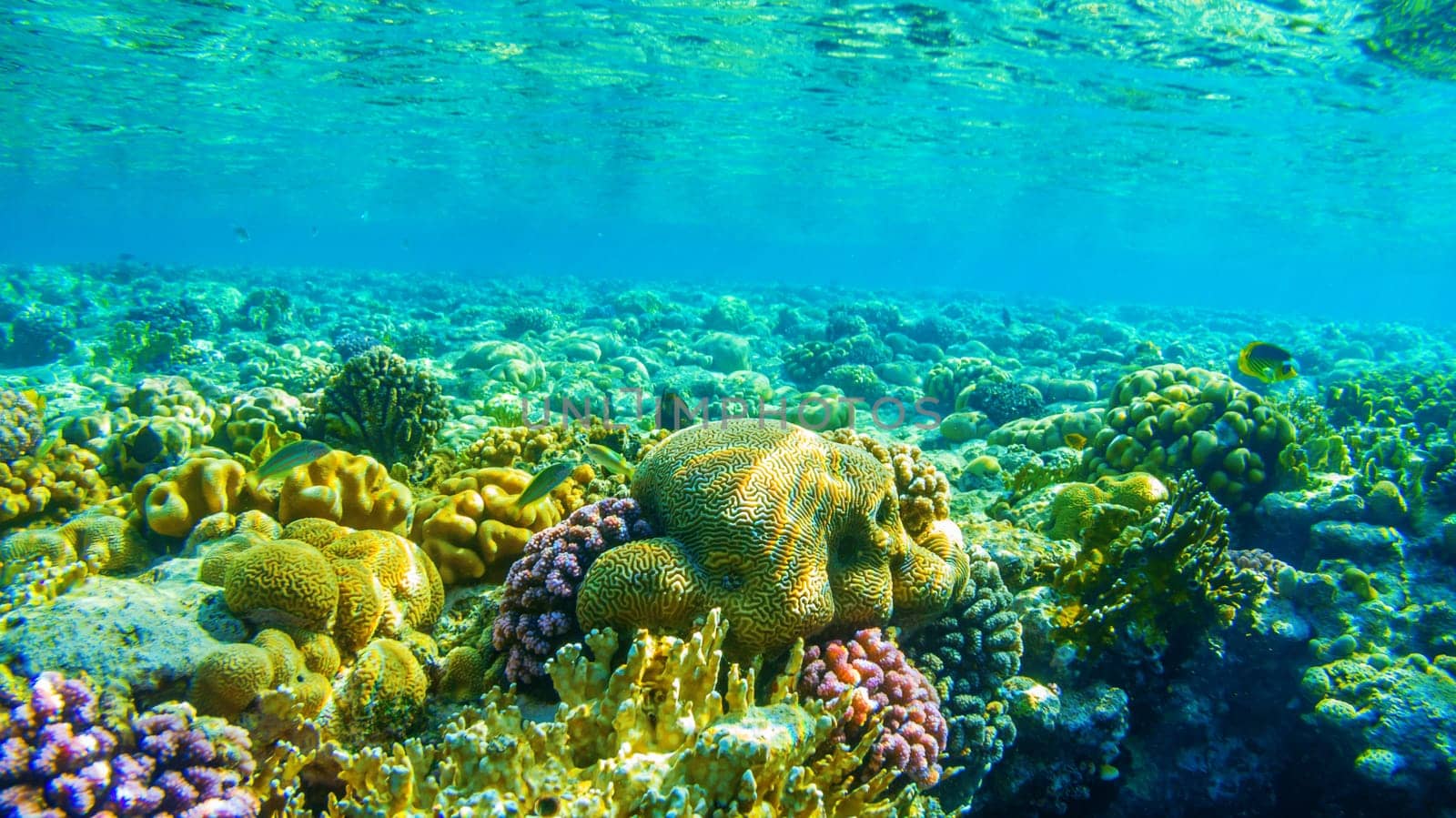 View of the coral reef in the red sea.