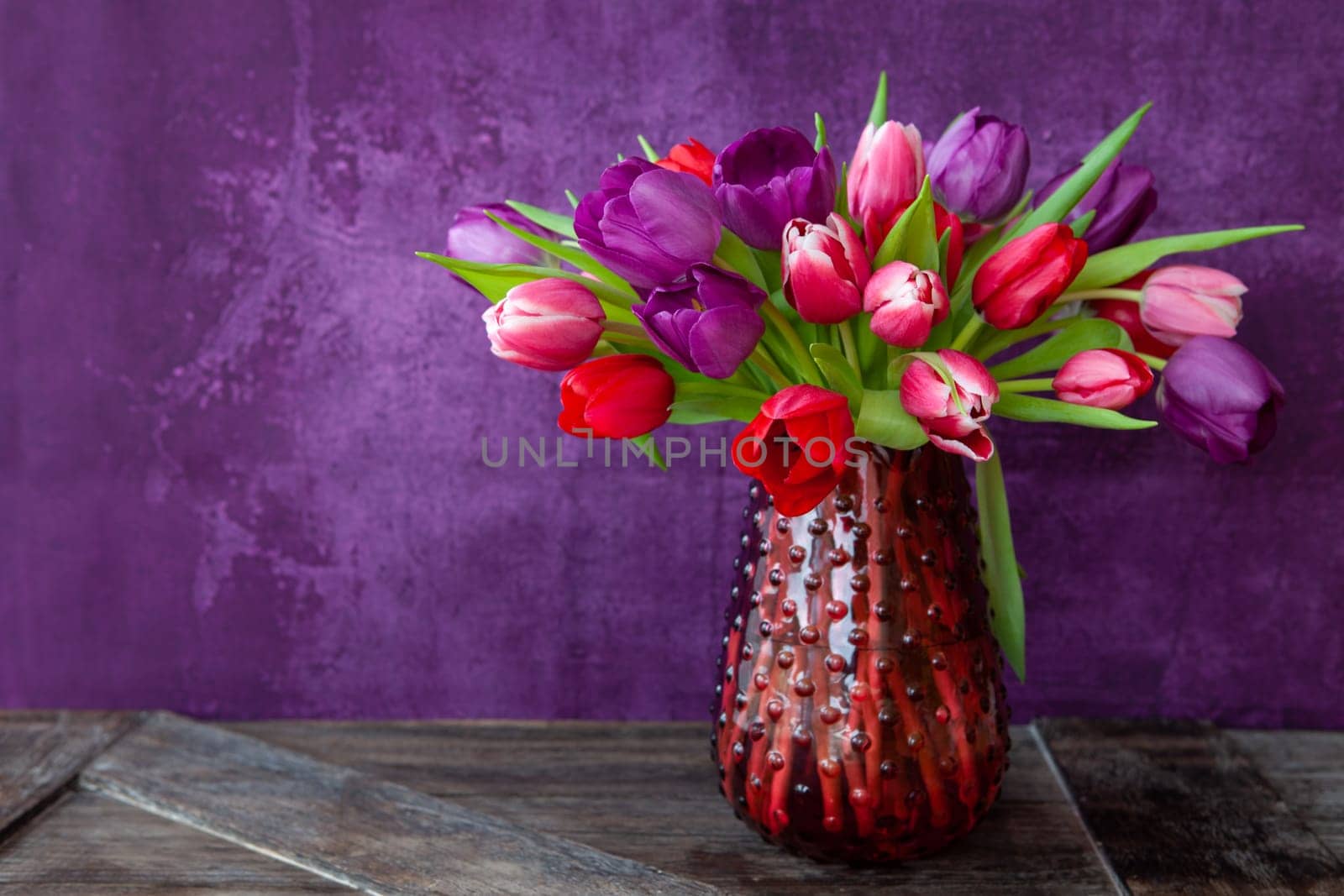 Colorful tulips in spring in front of purple background