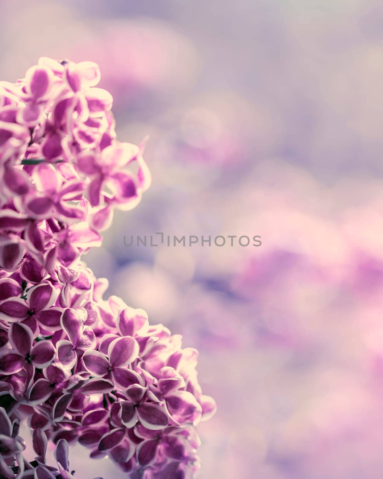 Lilac flowers spring blossom, sunny day light bokeh background