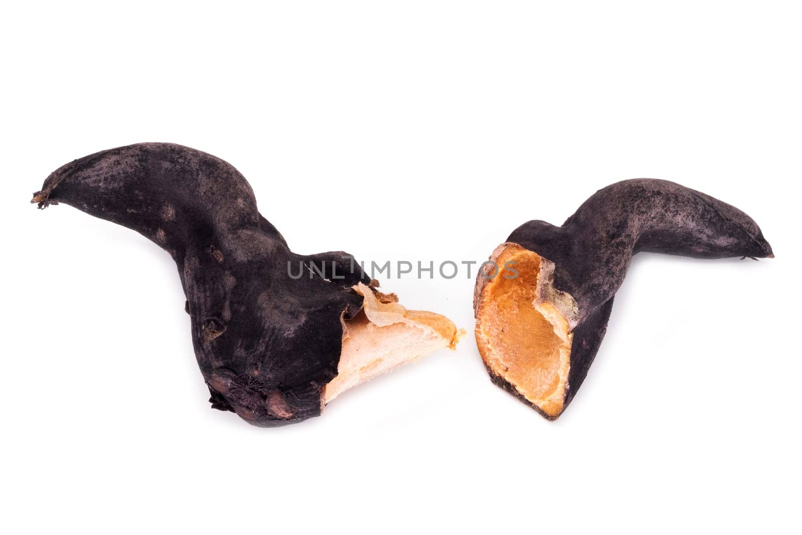 Water Caltrop, close up of black baffalo horn nut on white background