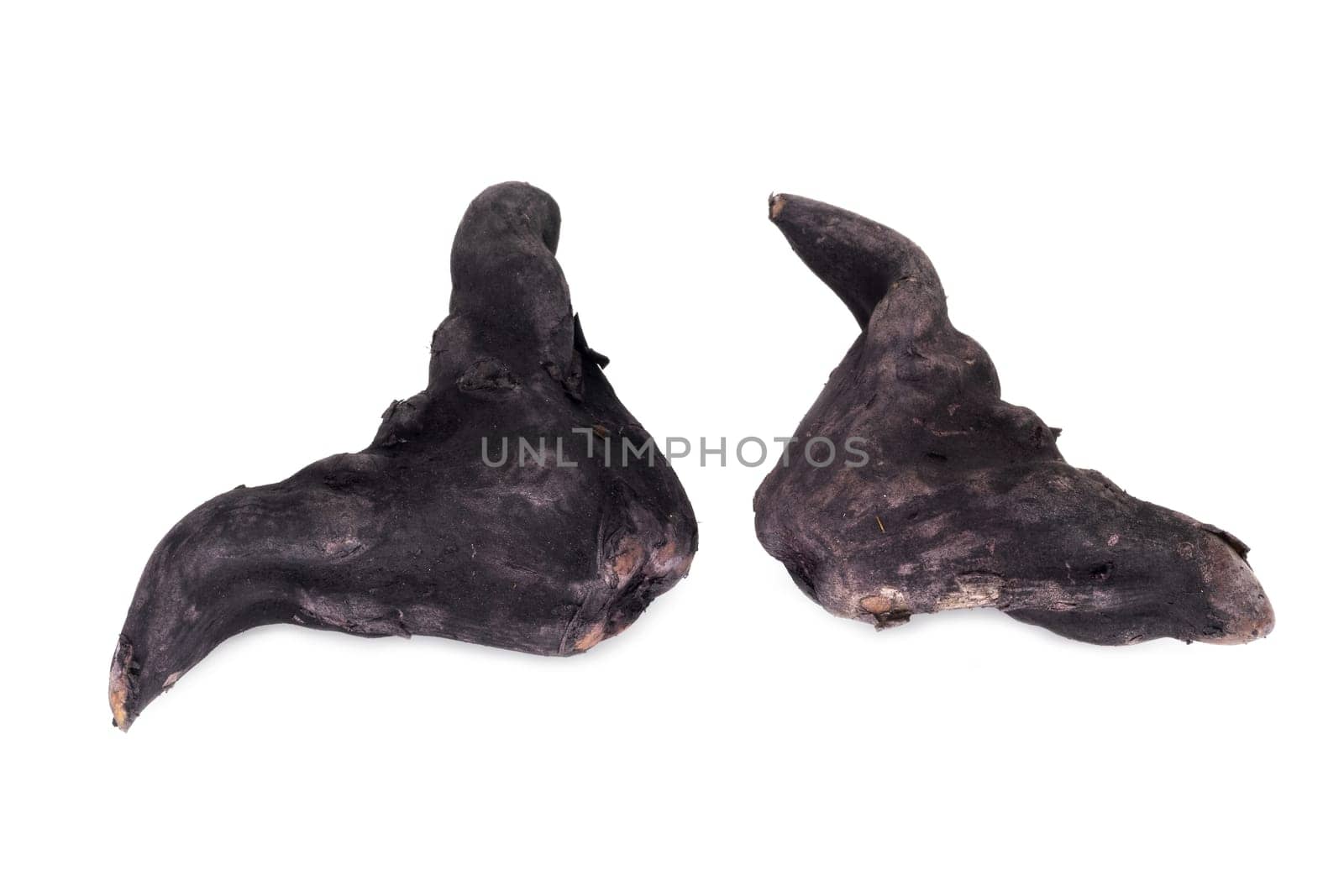Water Caltrop, close up of black baffalo horn nut on white background