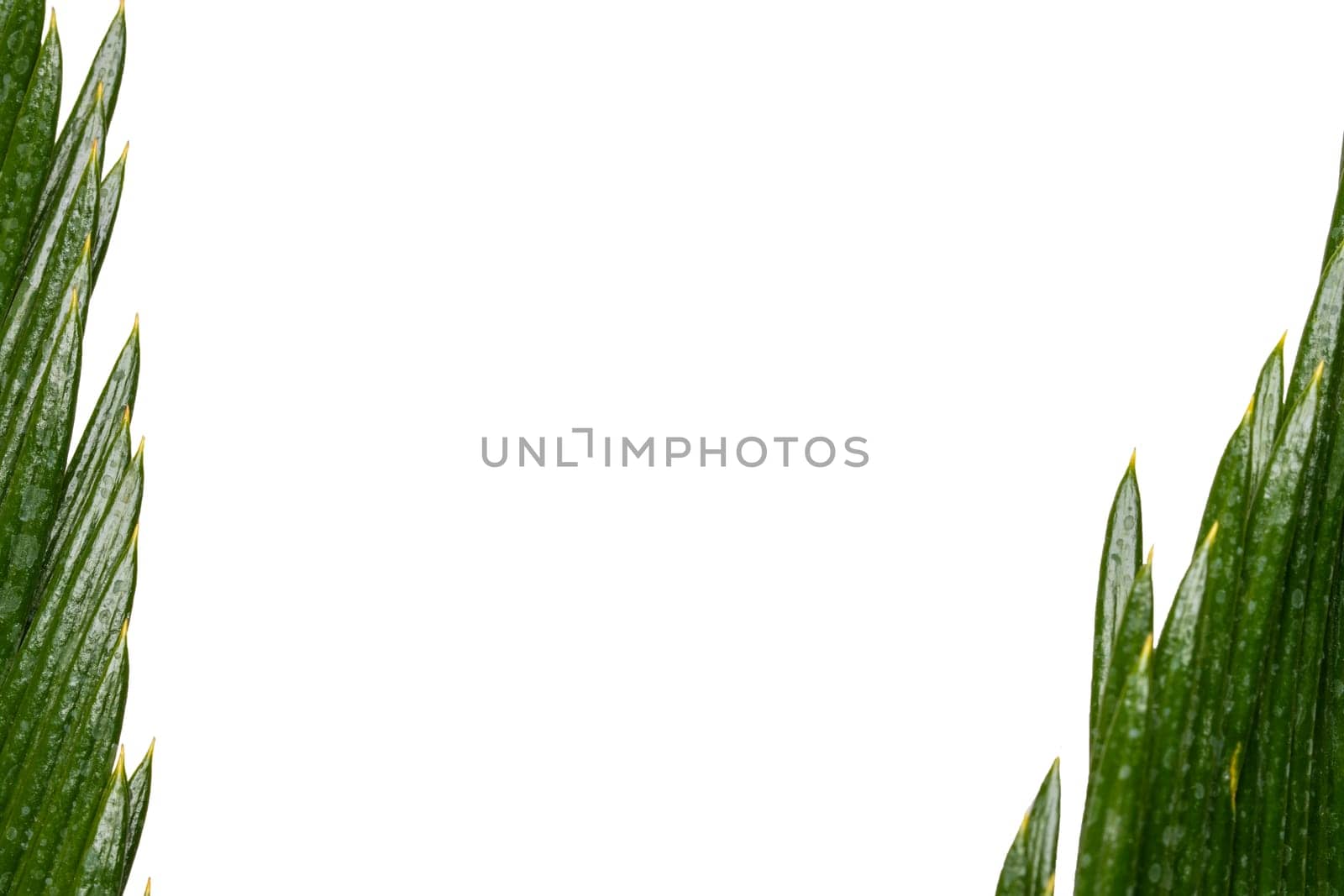 Palm leaf background. Closeup of nature green palm leaf border background on a white background. Template palm leaves with frame. Space.