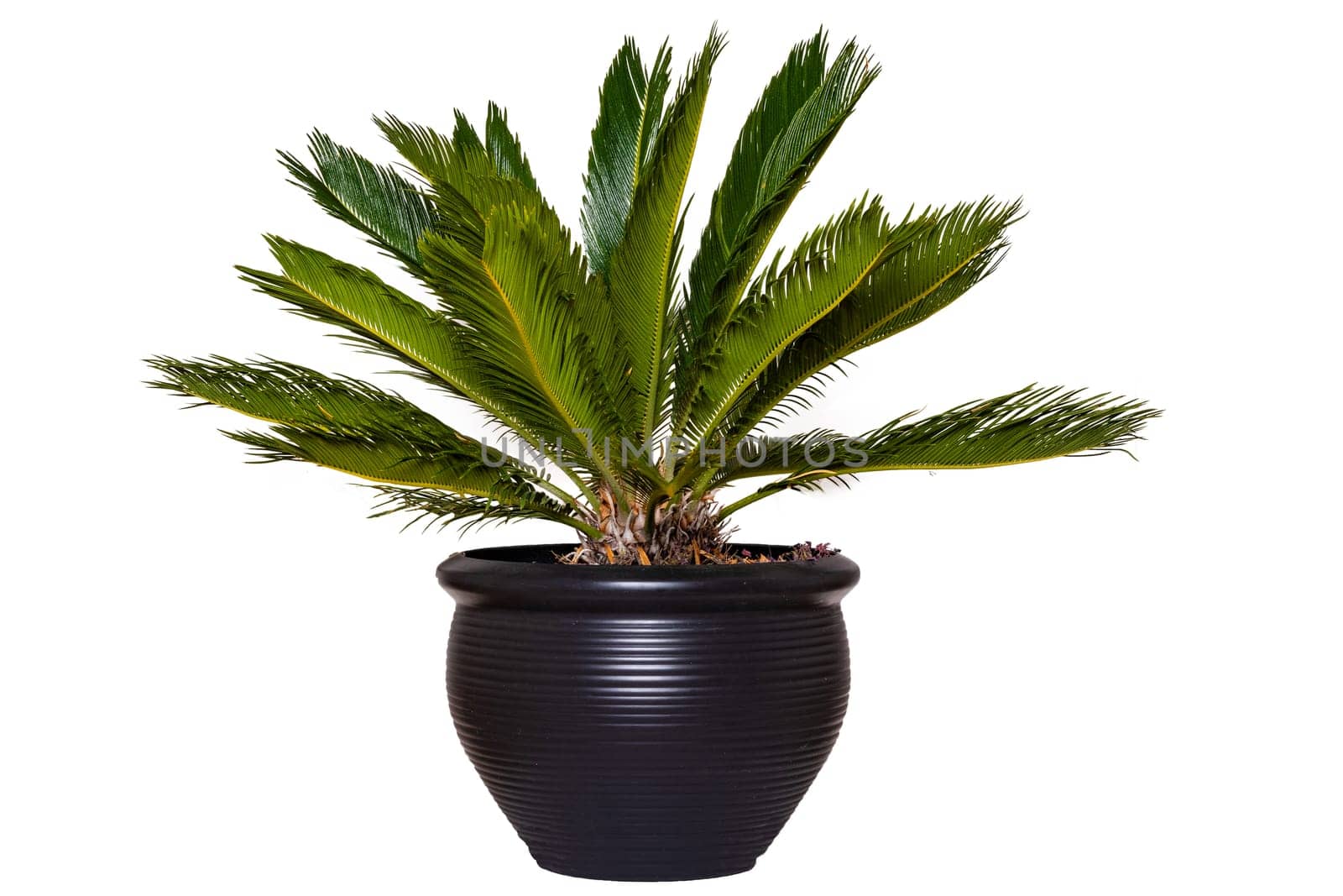 Palm background. Closeup of a palm in a decorative black ceramic pot isolated on a white background.