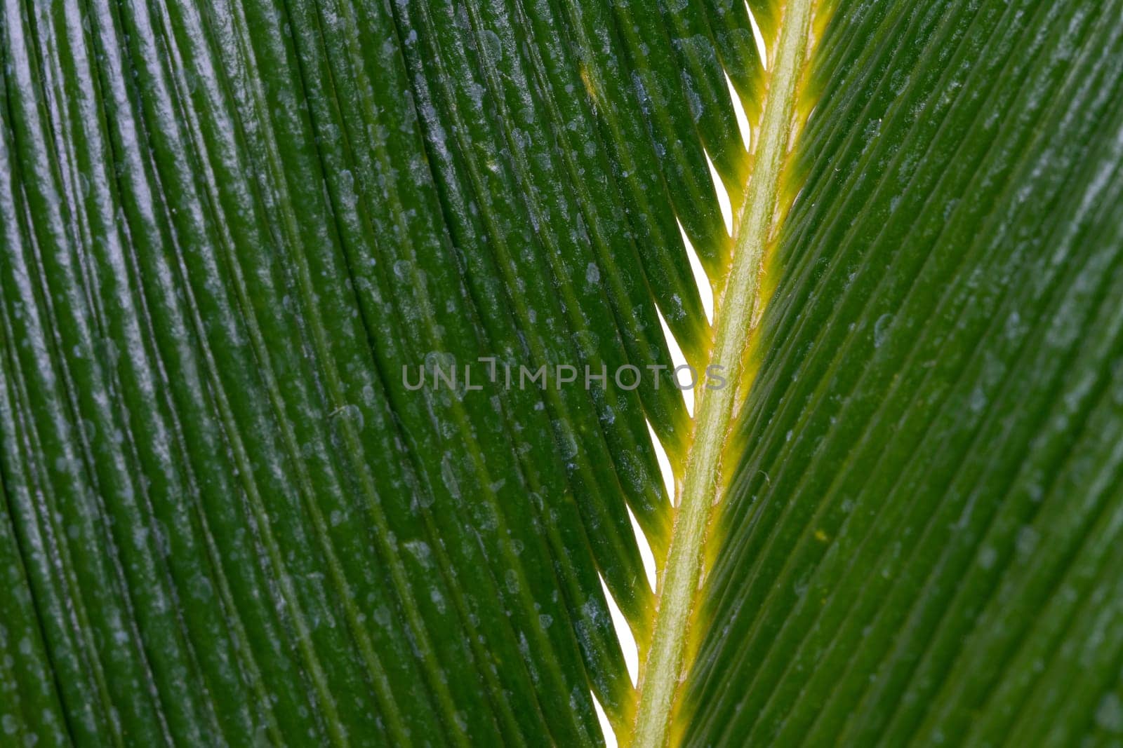 Palm leaf background. Closeup detail of a natural green palm leaf on a white background. Template palm leaf. Macro.
