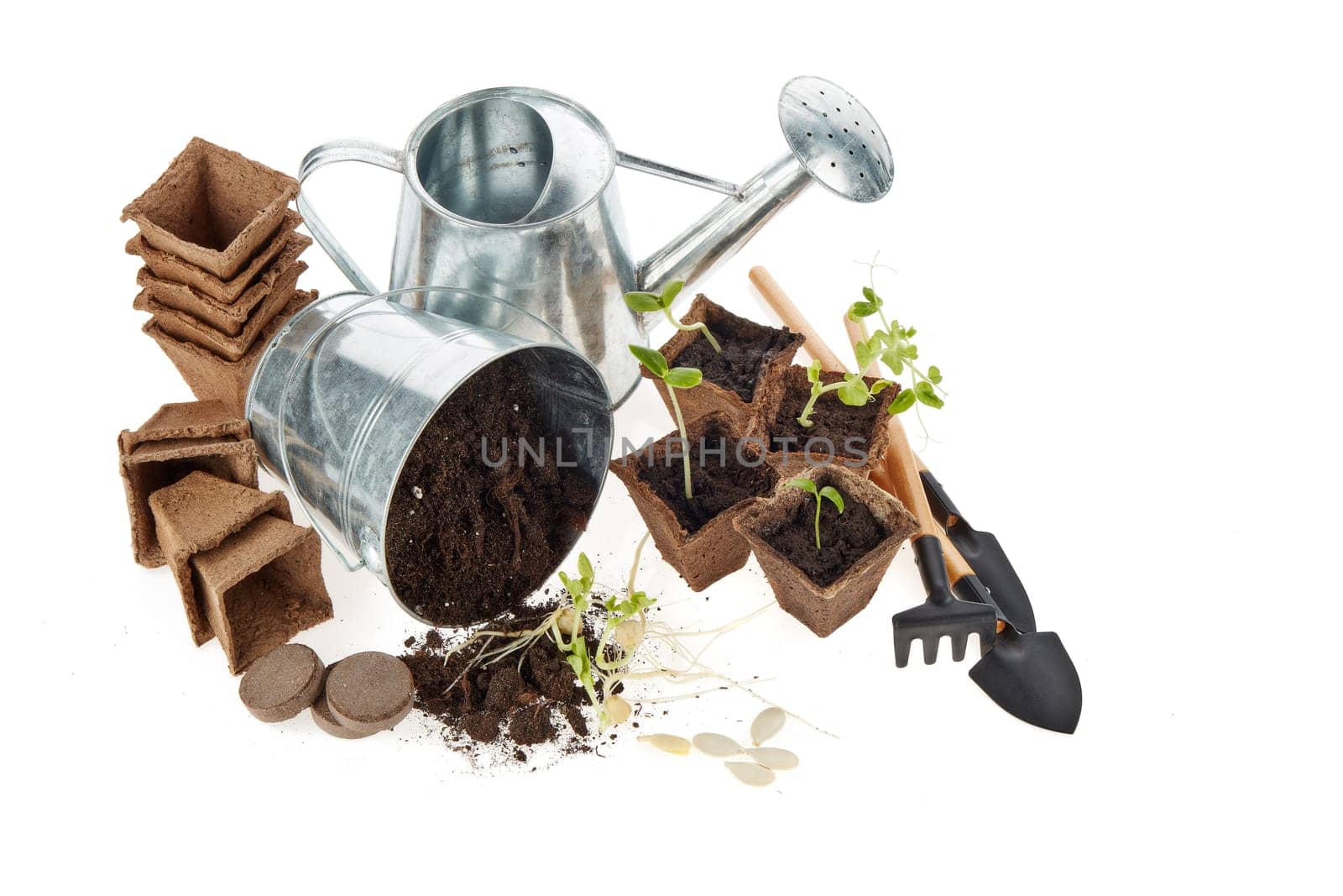 Still life with gardening tools, peat tablets and pots and young seedlings isolated on a white background. Concept of spring gardening, Vegetable growing. Top view