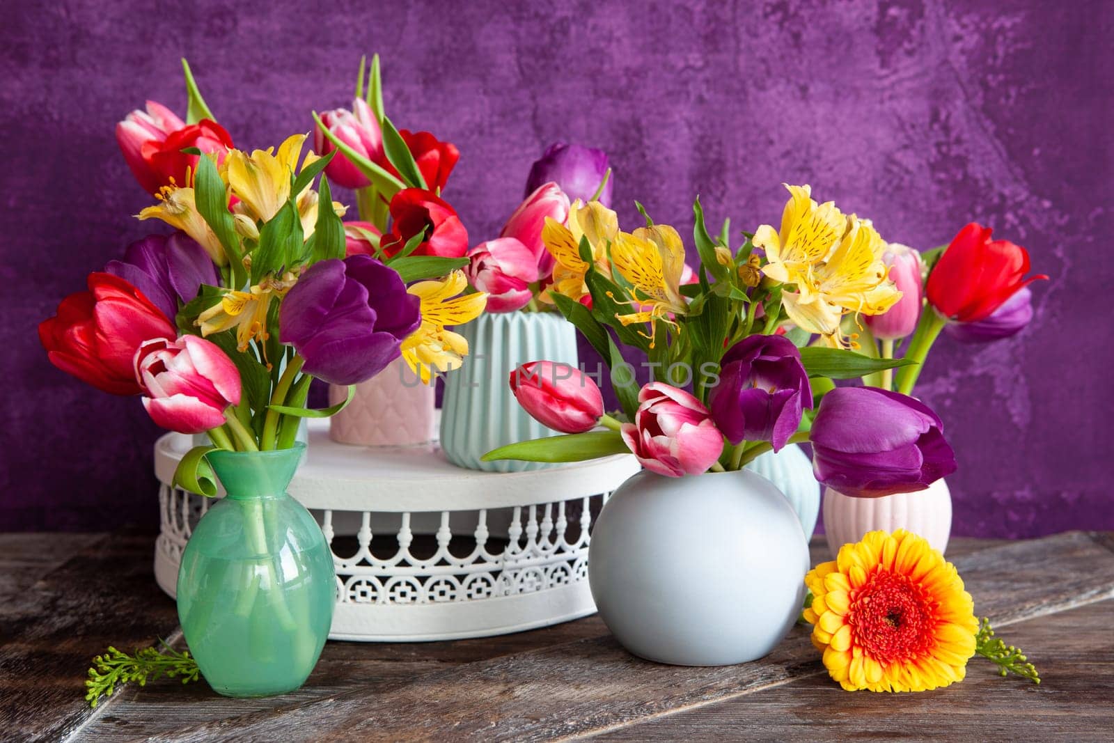 Colorful tulips in spring in front of purple background