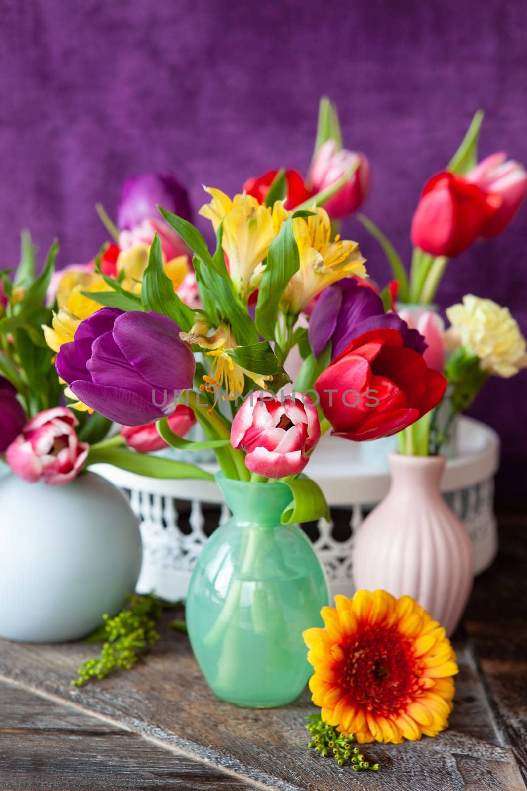 Colorful tulips in spring in front of purple background