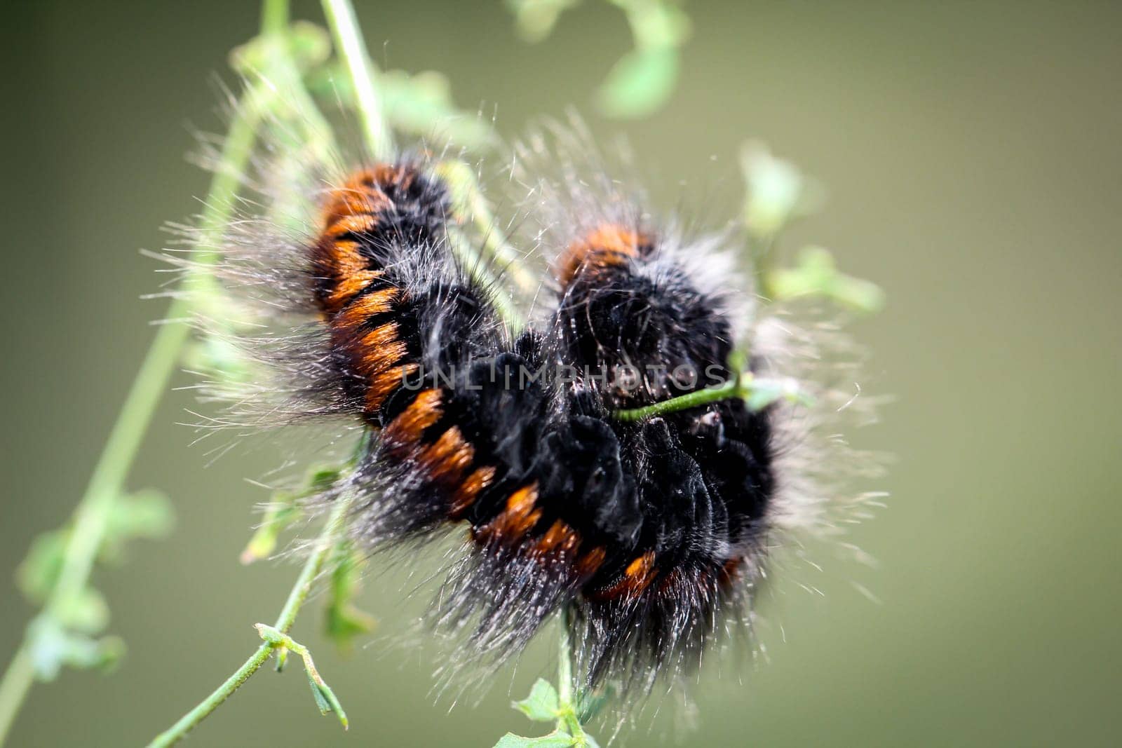 caterpillar of the blackberry moth