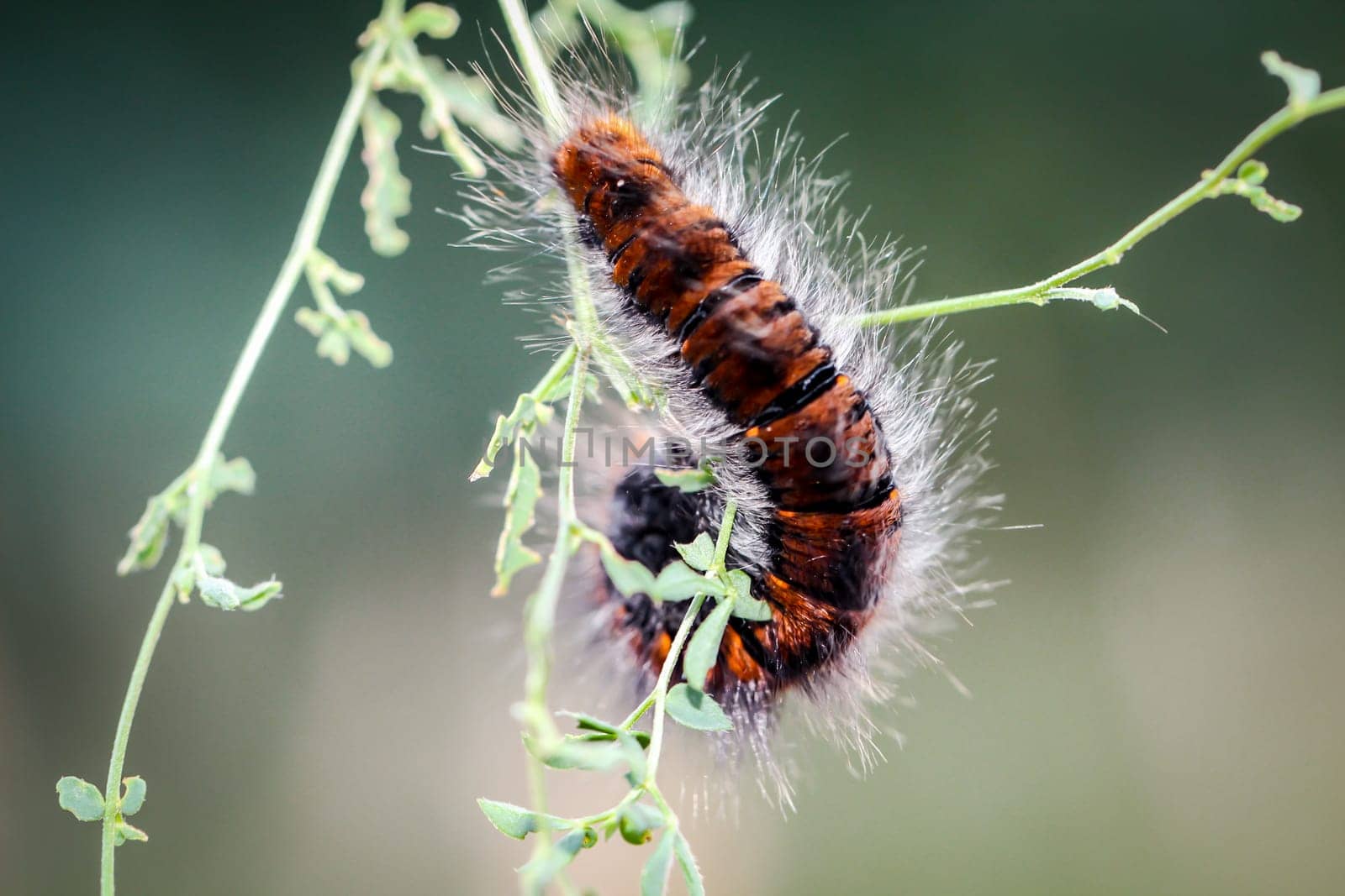 caterpillar of the blackberry moth