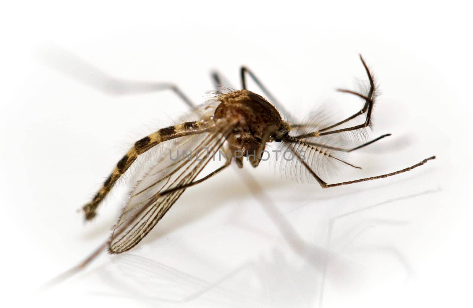 macro of a moscito