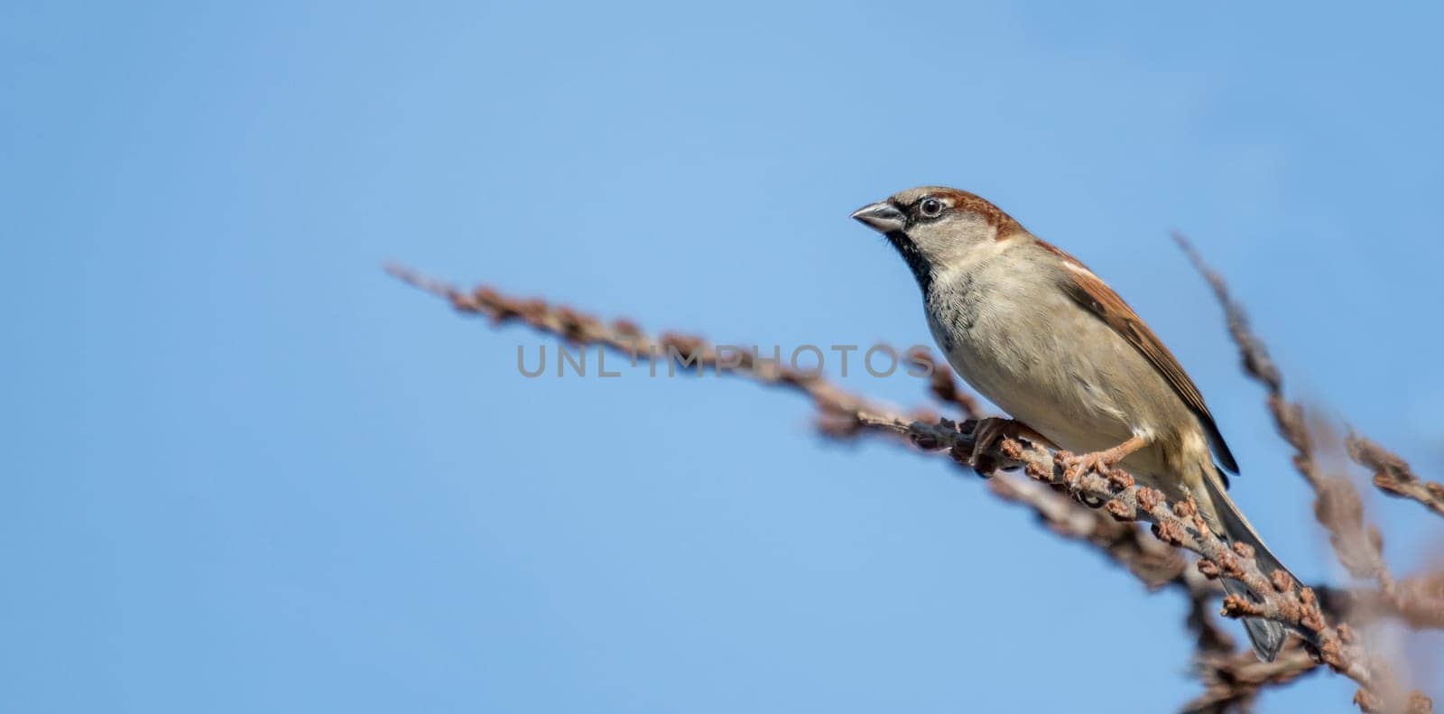 little sparrow male is looking interested, sitting on a branch in front of blue sky with copy space