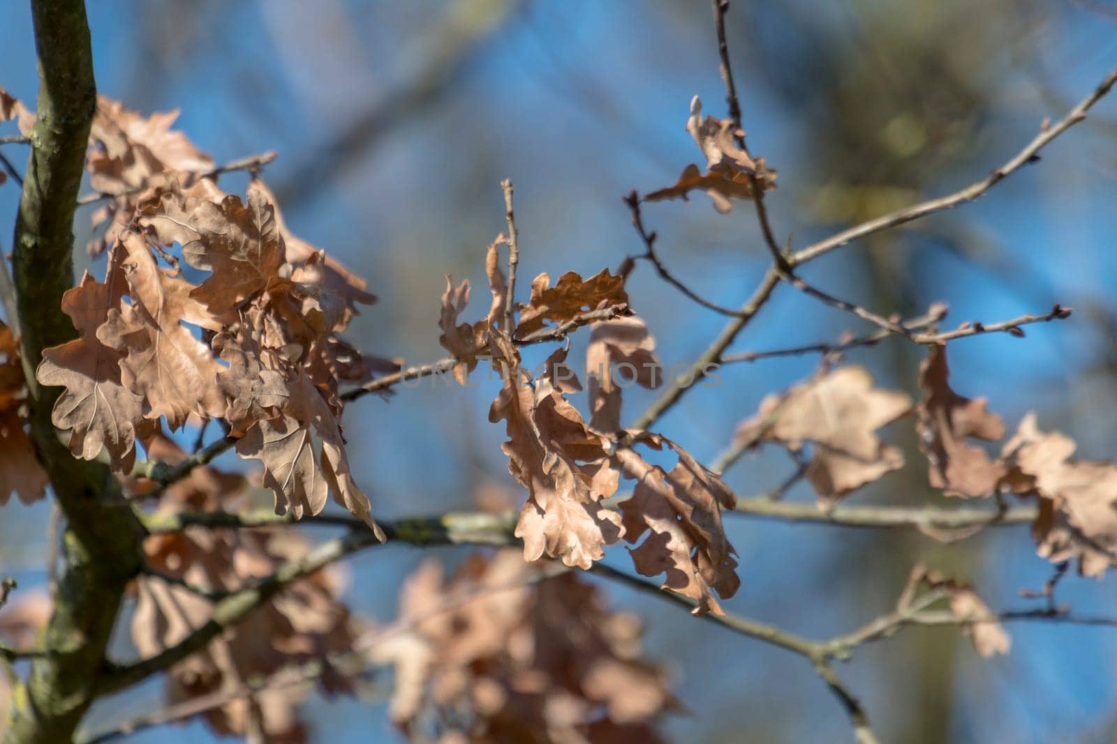 Brown autumn leaves, oak leaves in front of blue sky and blurred background