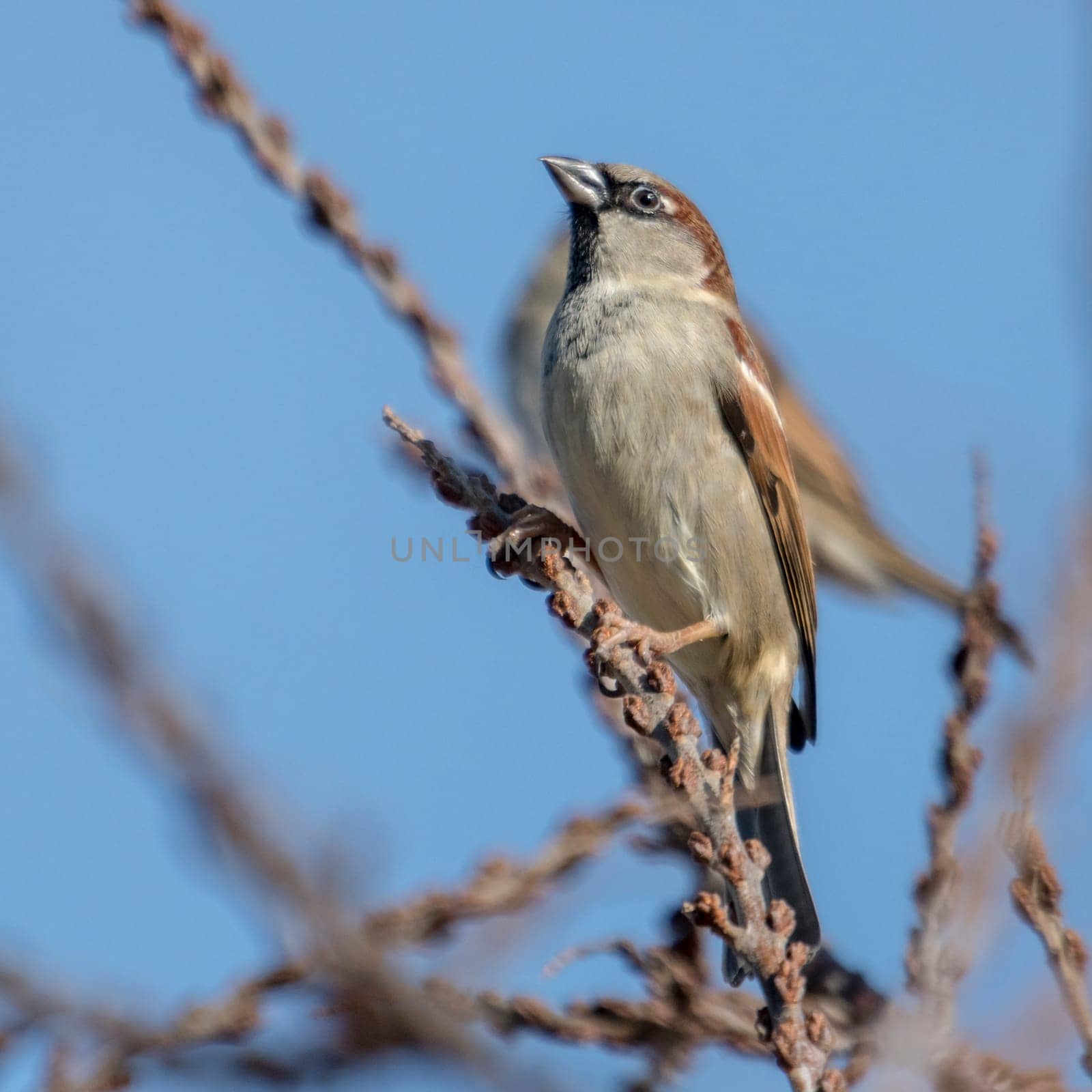 little sparrow male is looking interested, sitting on a branch in front of blue sky