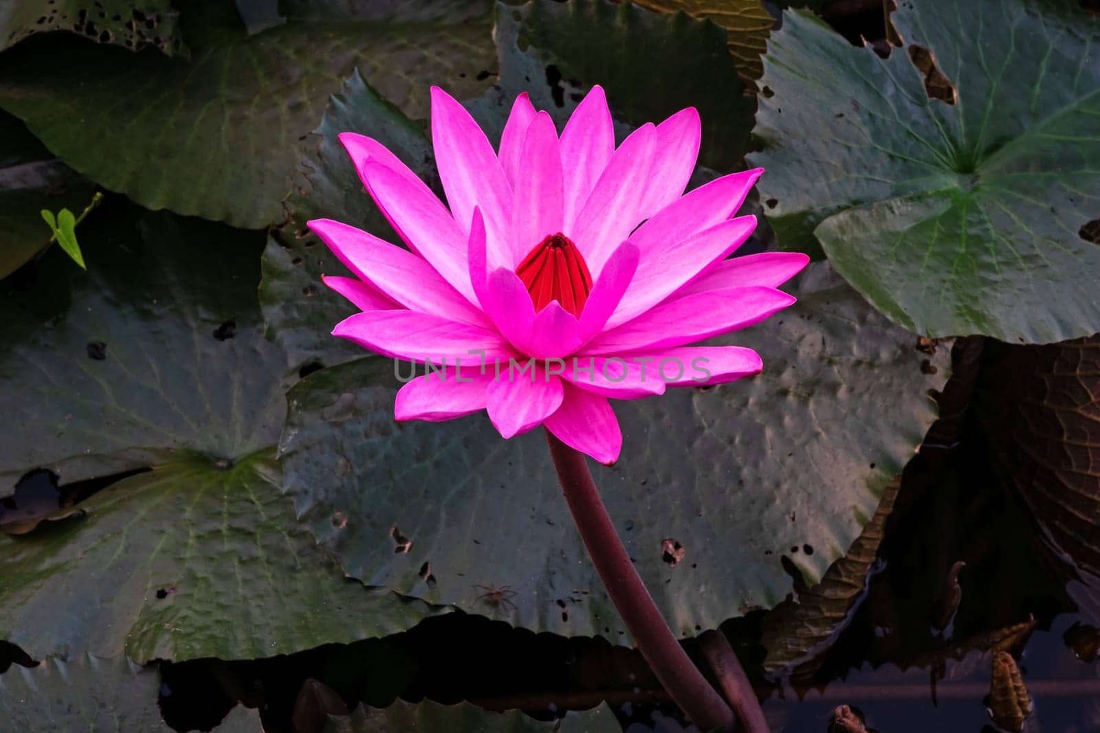 Purple Lotus Flower, close up of water plant in bloom
