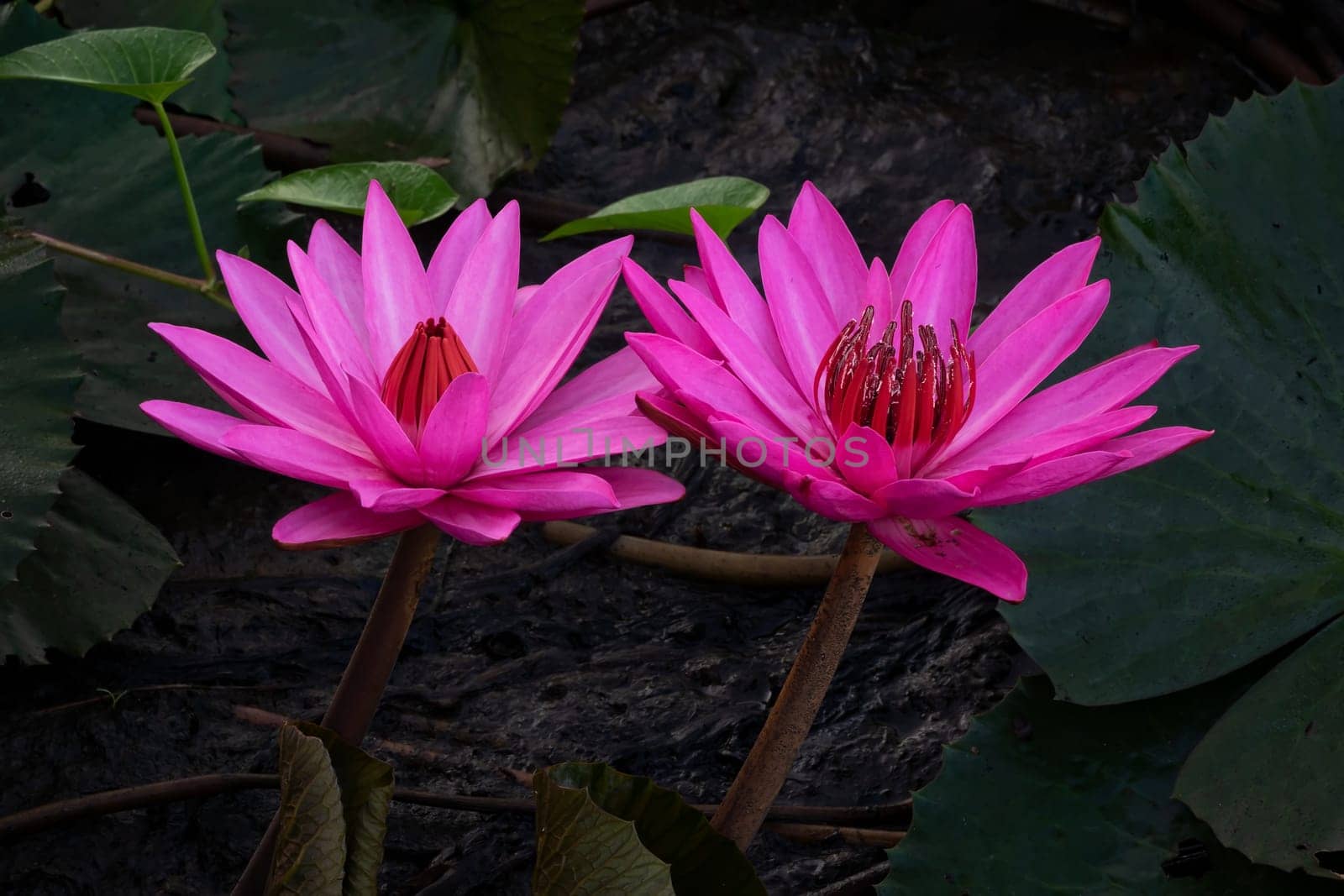 Purple Lotus Flower, close up of water plant in bloom