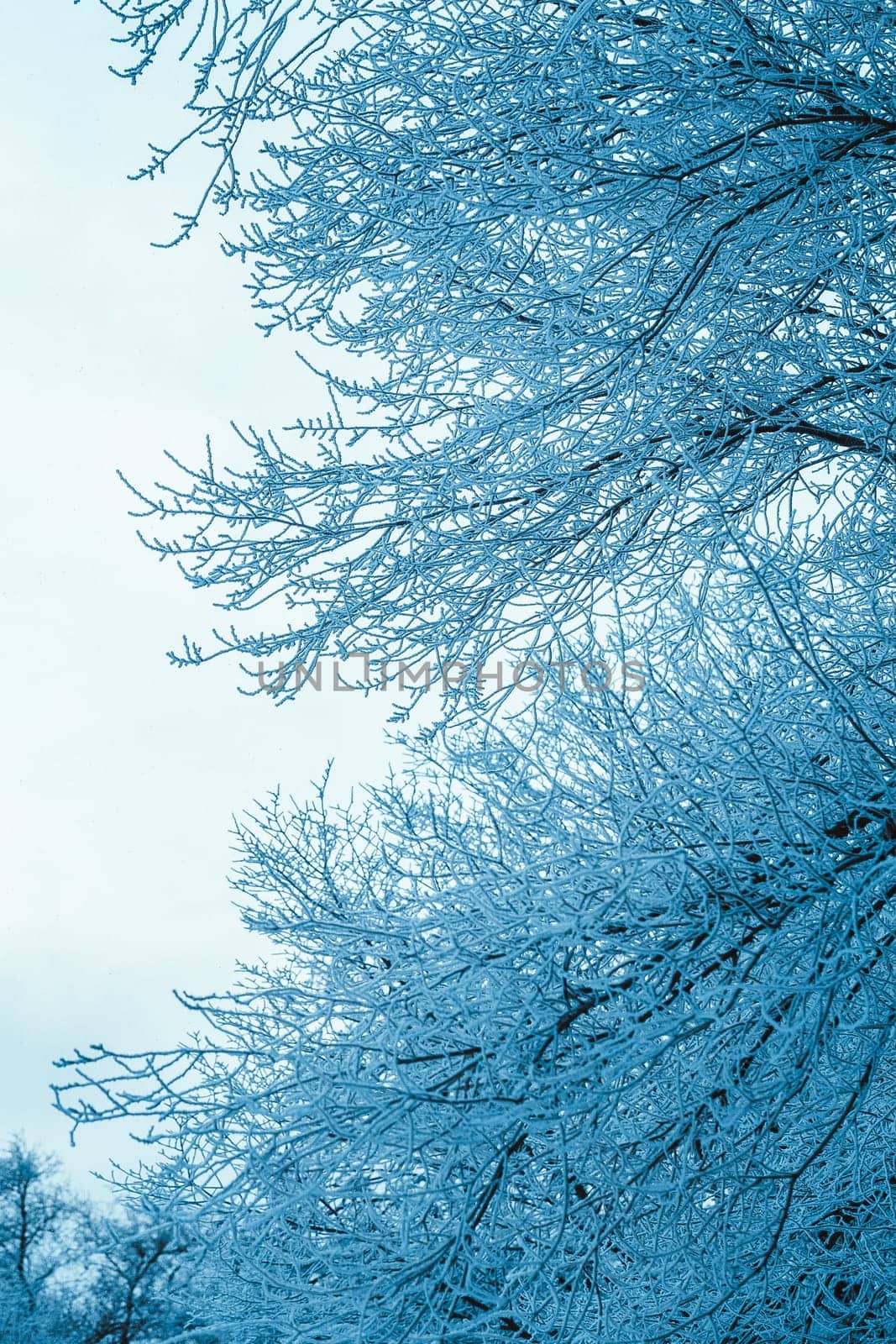 winter forest and branches in the snow during the day.