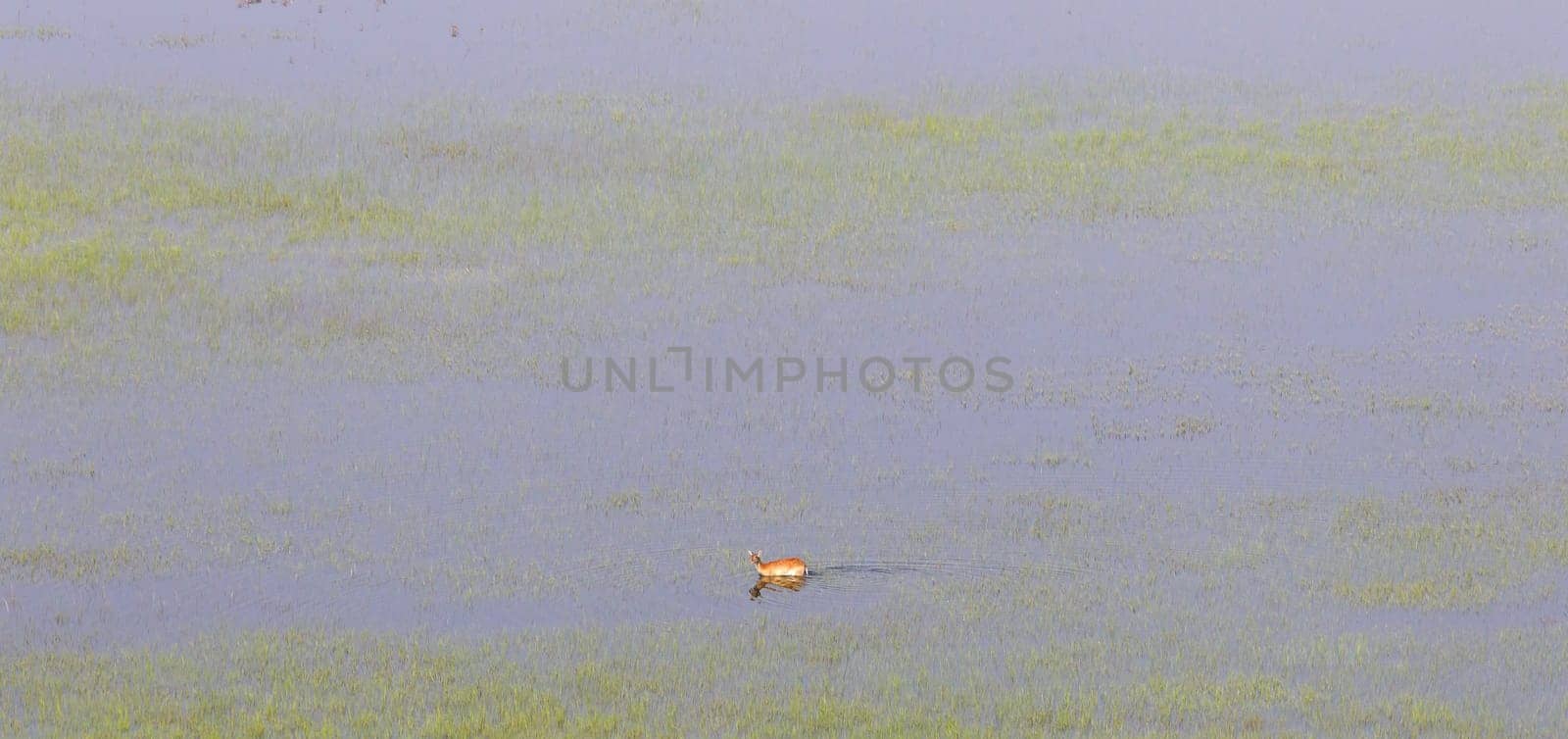 Waterbuck in the Okavango - Aerial view - Botswana