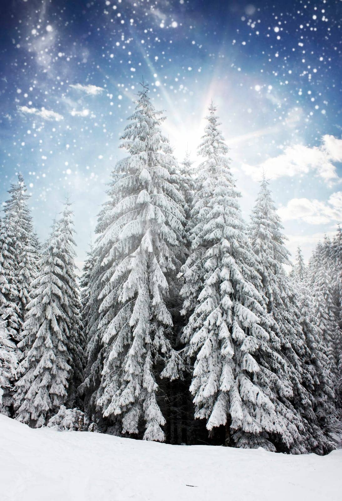 Christmas background with snowy pine forest