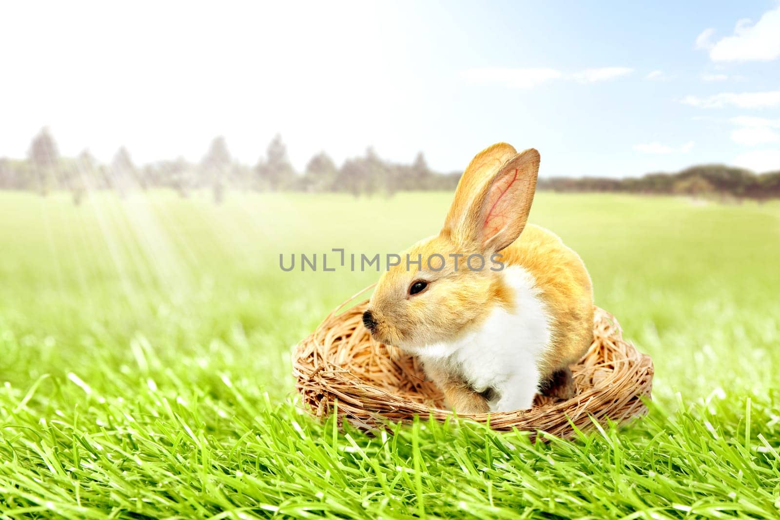 Little bunny sitting in the nest on the grass field with trees and blue sky background. Happy Easter
