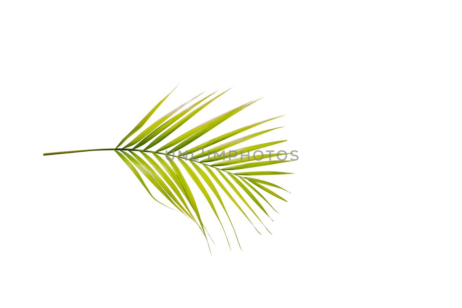 Palm branch with green leaves isolated over white background