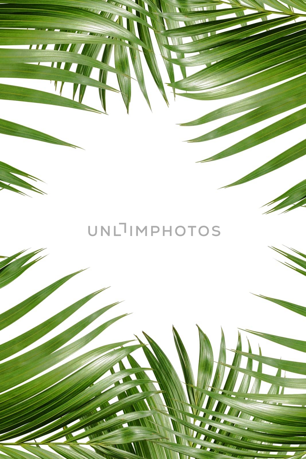 Palm branches with green leaves and space for text over white background. Palm Sunday concept