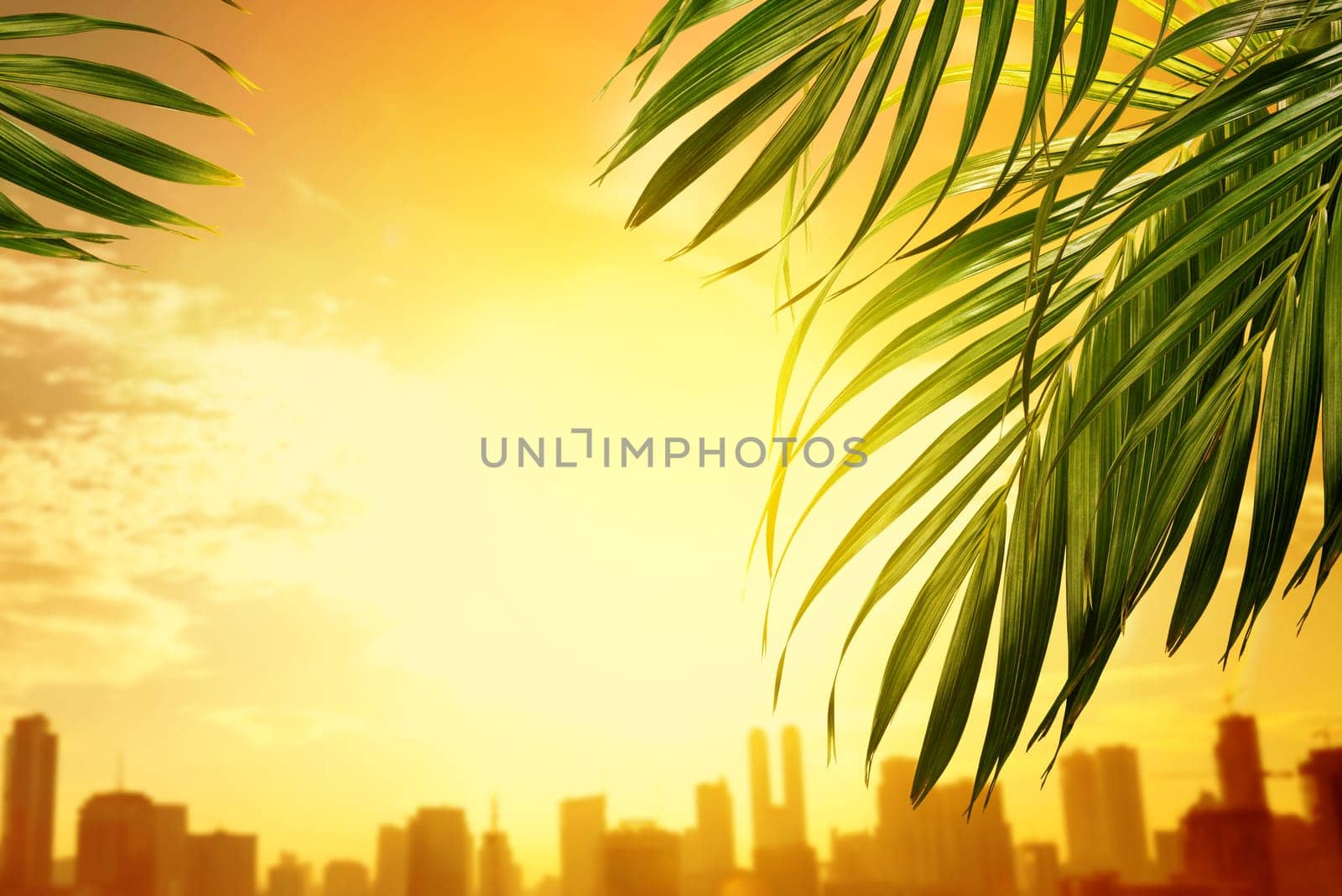 Palm branches with green leaves against sunset background. Palm Sunday concept
